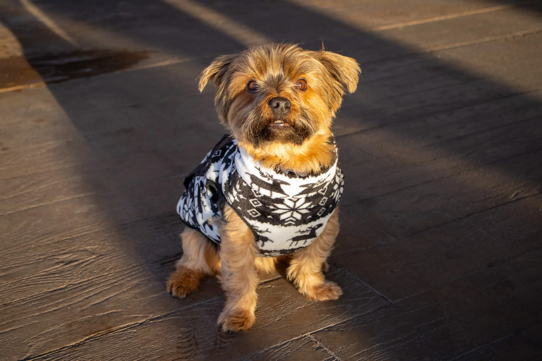 A small dog with brown and black fur sitting on a wooden floor, wearing a black and white patterned sweater.