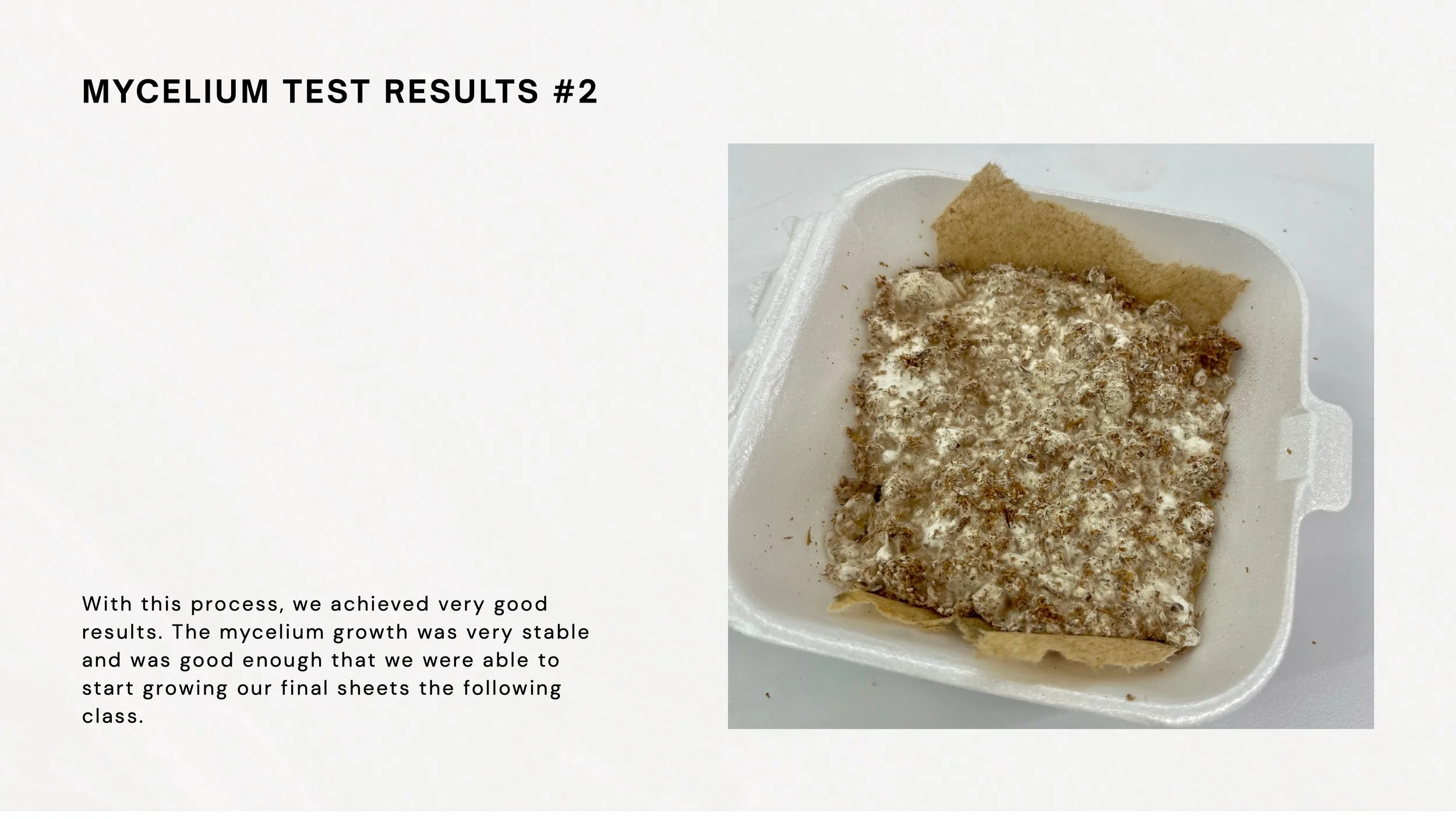 Mycelium Process Book 9.jpeg