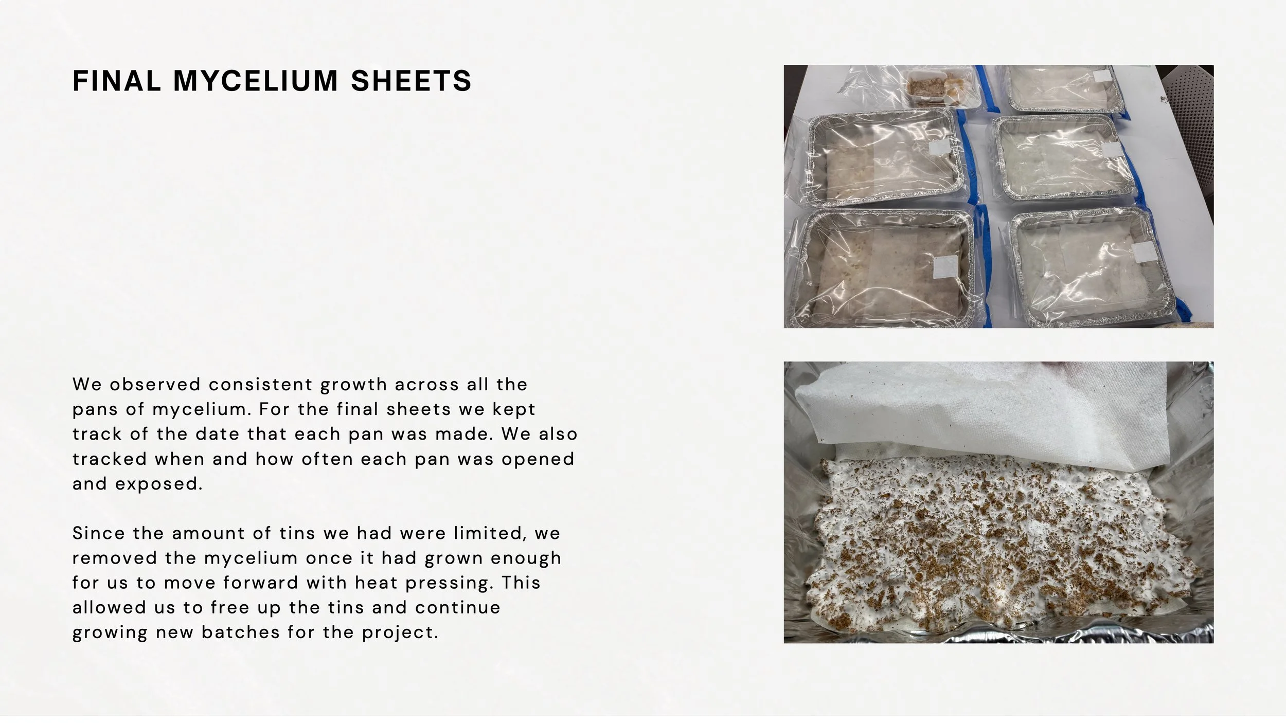 Mycelium Process Book 11.jpeg