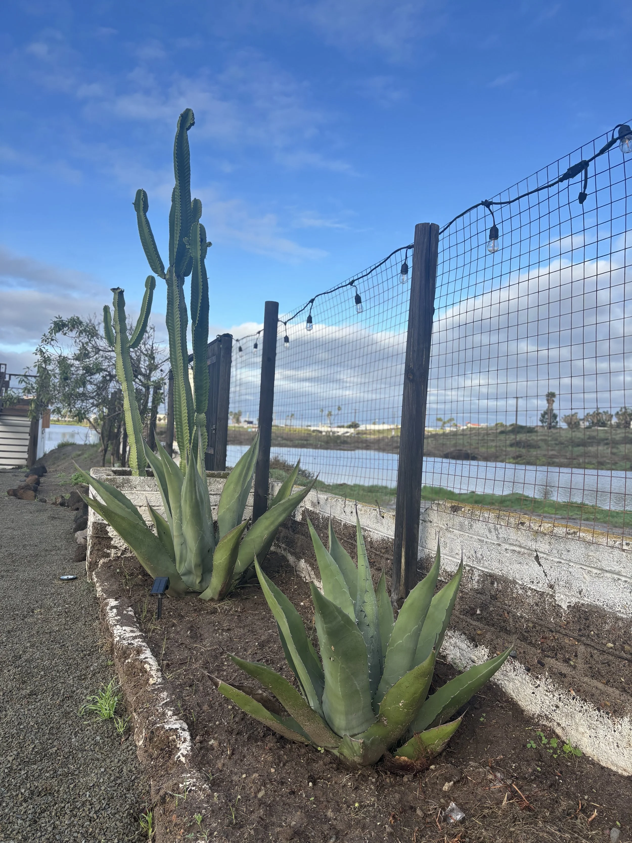 Two agave plants with a cactus in the background, next to a wooden fence with string lights, with a body of water and cloudy sky in the distance.