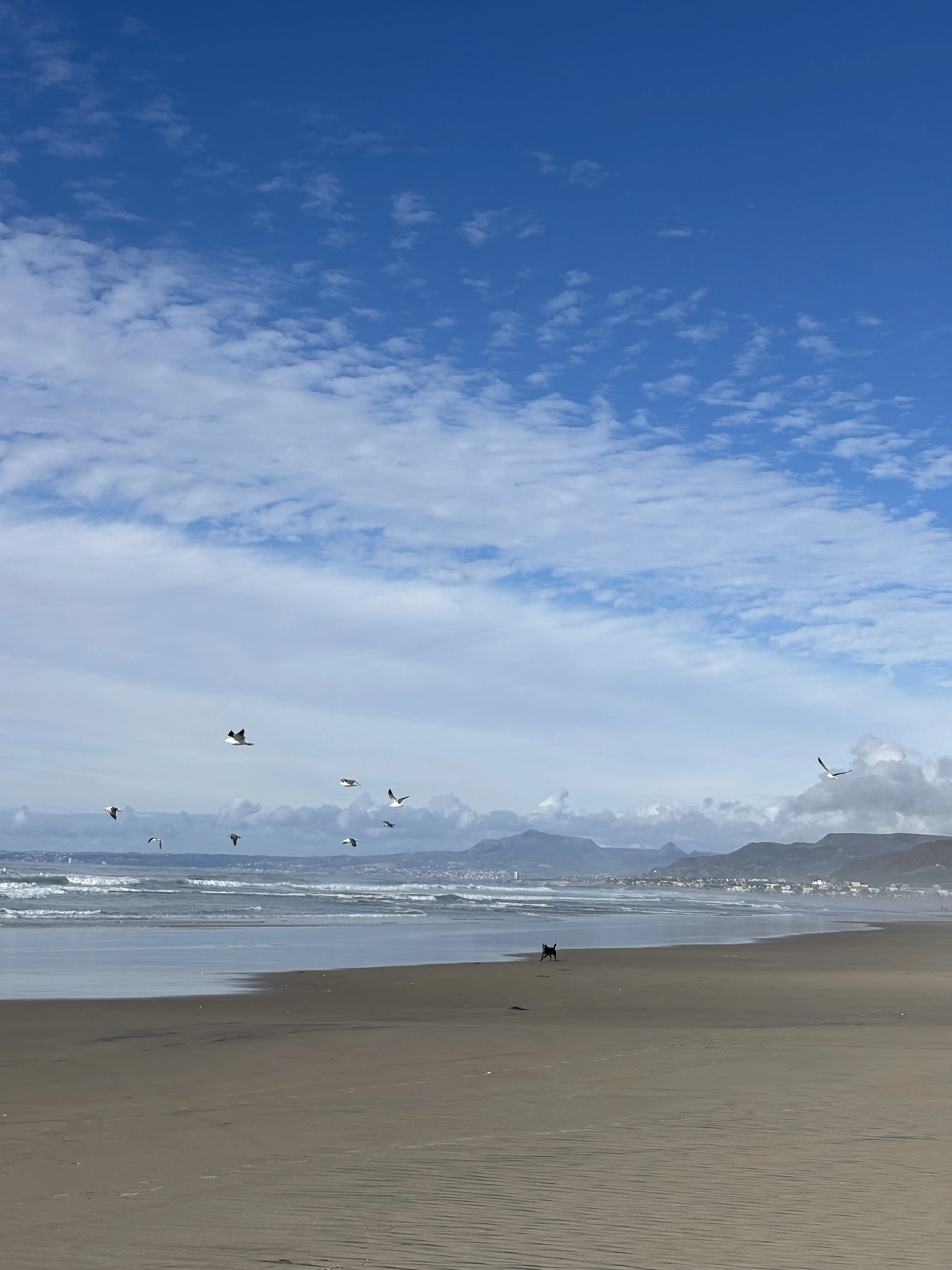 A beach scene with a black dog standing on the sandy shore, seagulls flying in the sky, ocean waves, distant mountains, and a partly cloudy blue sky.