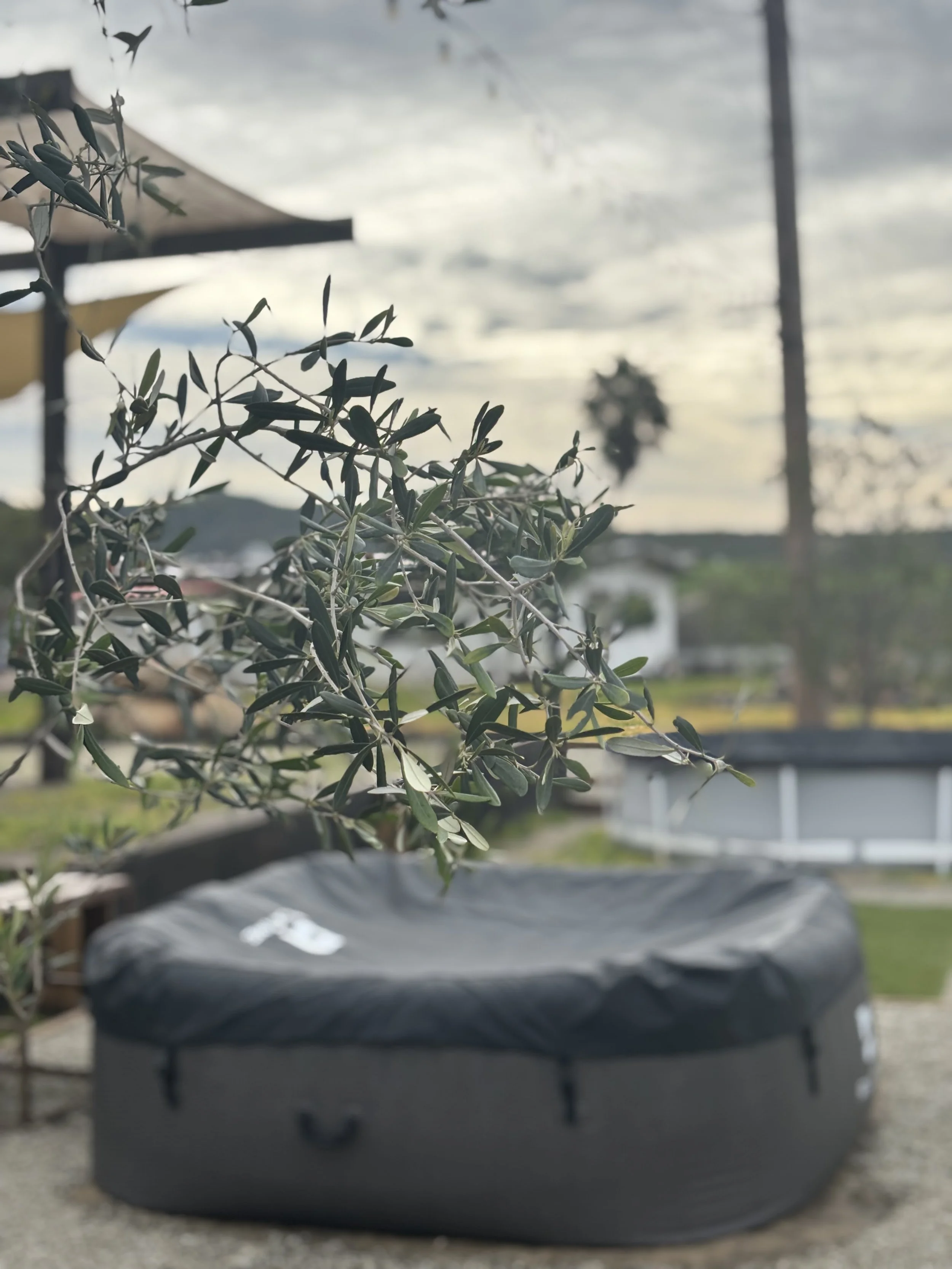 A backyard with a black hot tub covered by a black tarp and an olive tree branch in the foreground, with cloudy sky overhead.