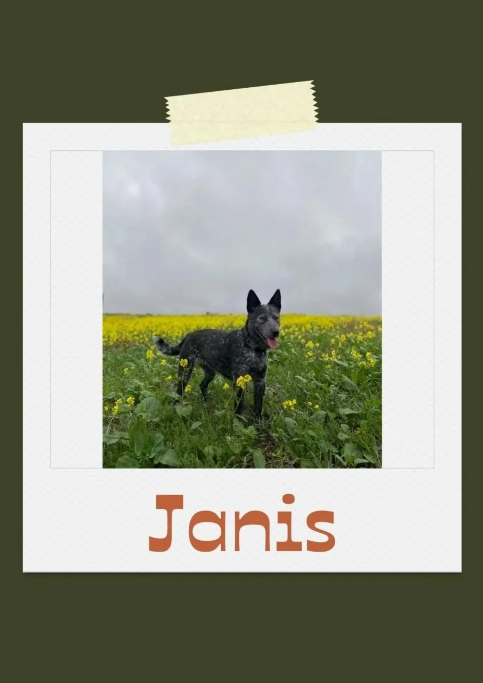 A dog standing in a field of yellow flowers with overcast sky in the background. The photo is framed with a white border and a piece of tape at the top, with the name Janis written below in large letters.