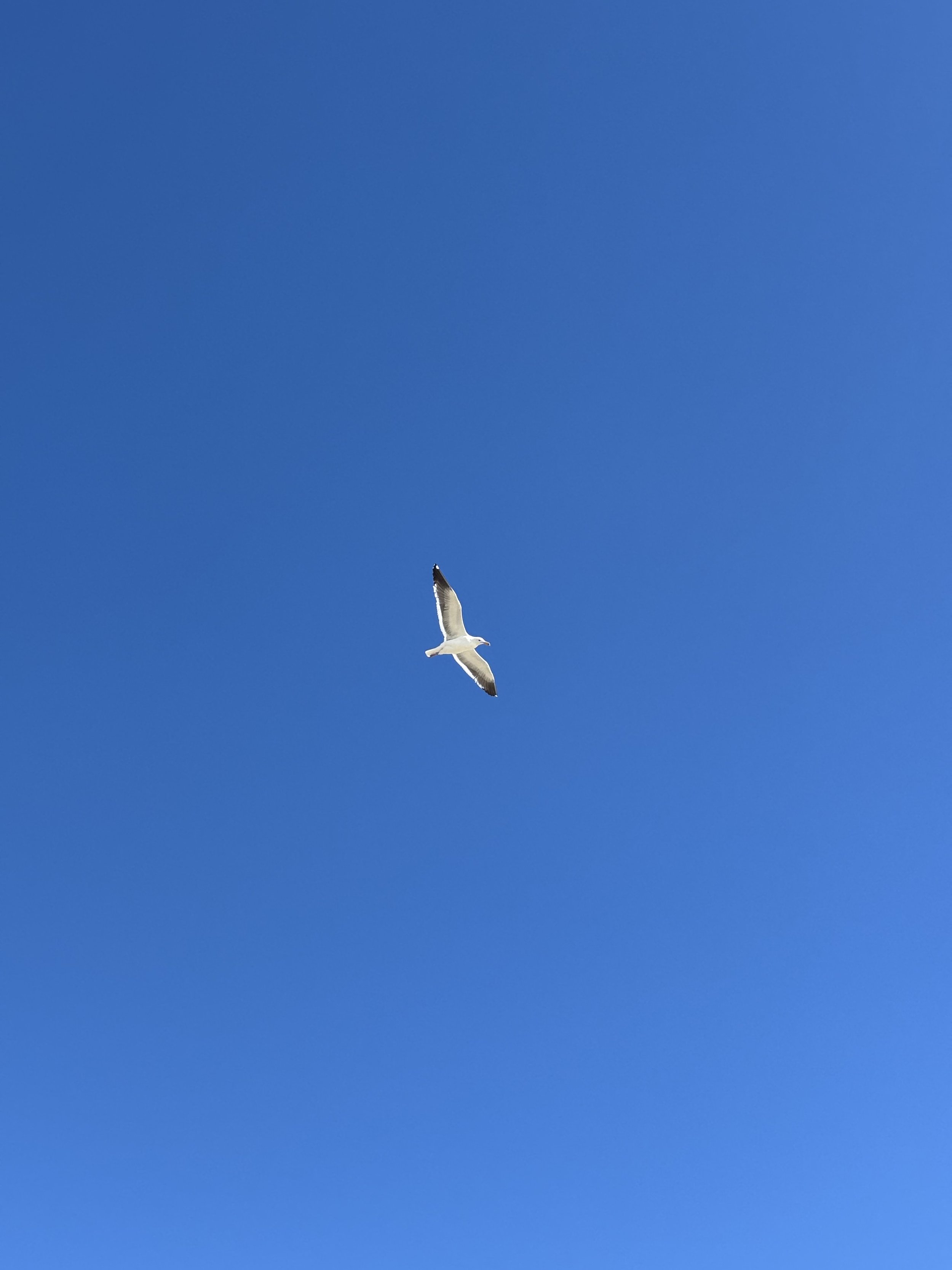 A single seagull flying in a clear blue sky.