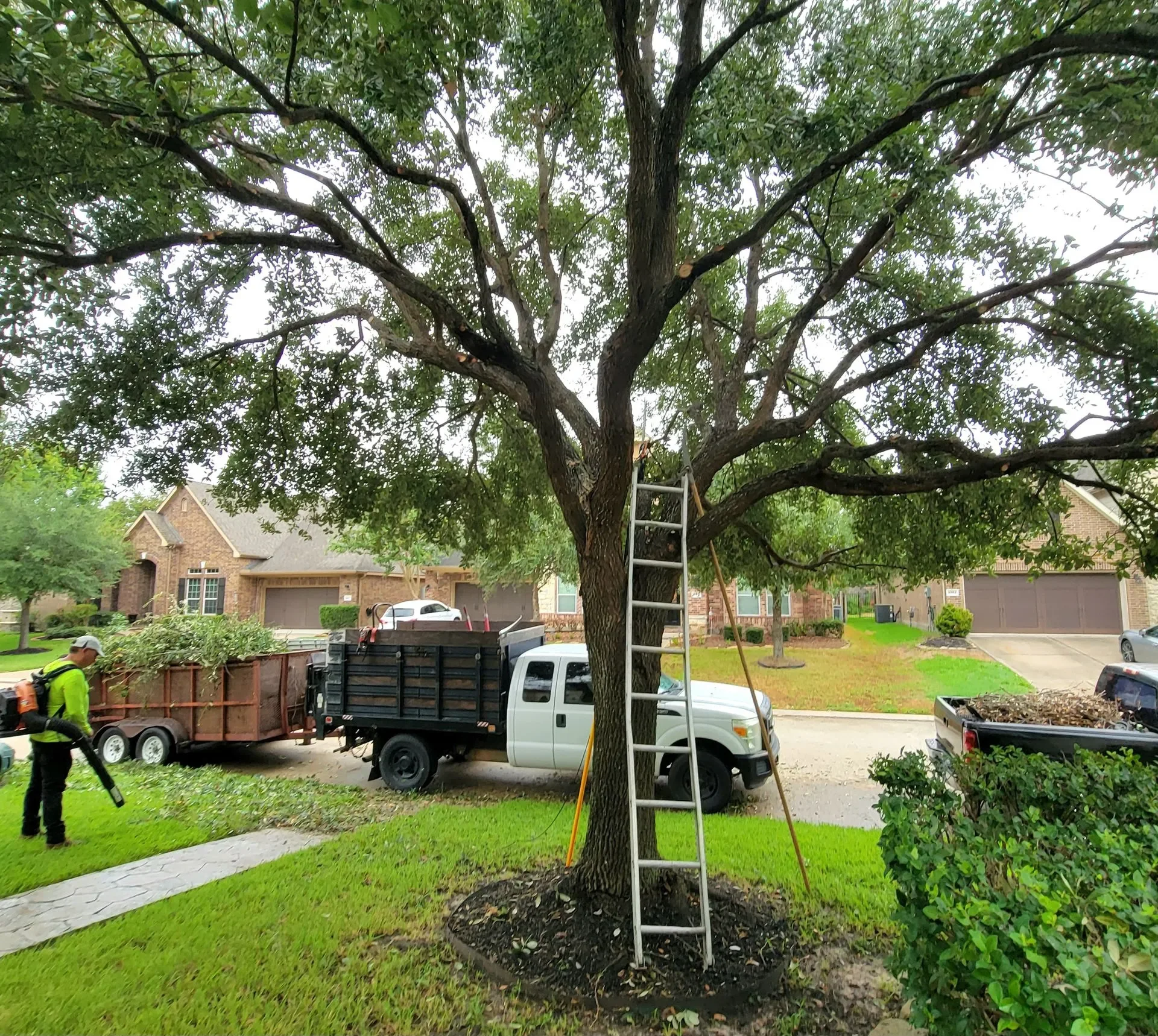 Tree Trimming & Removal