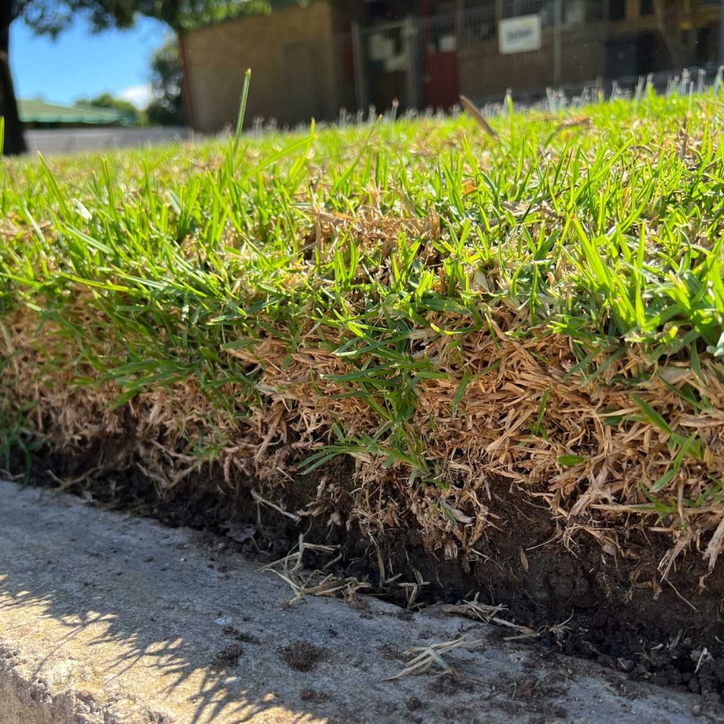 Close-up of a patch of green grass growing along the edge of a concrete sidewalk, with some dry and brown grass at the border, and a blurry building and trees in the background under a sunny sky.