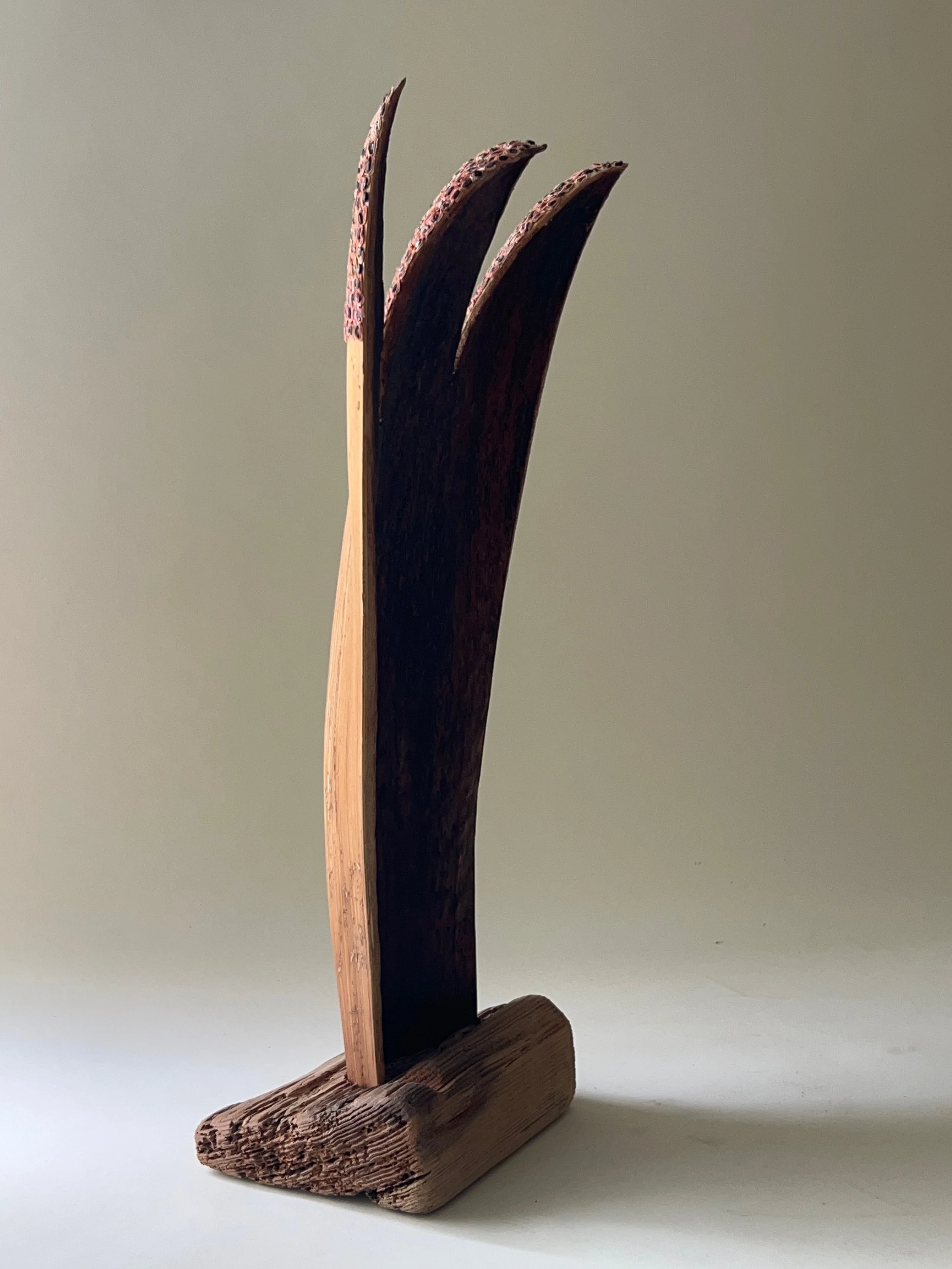 Guardian, 20.5"x 10"x6" palm pod on found wood