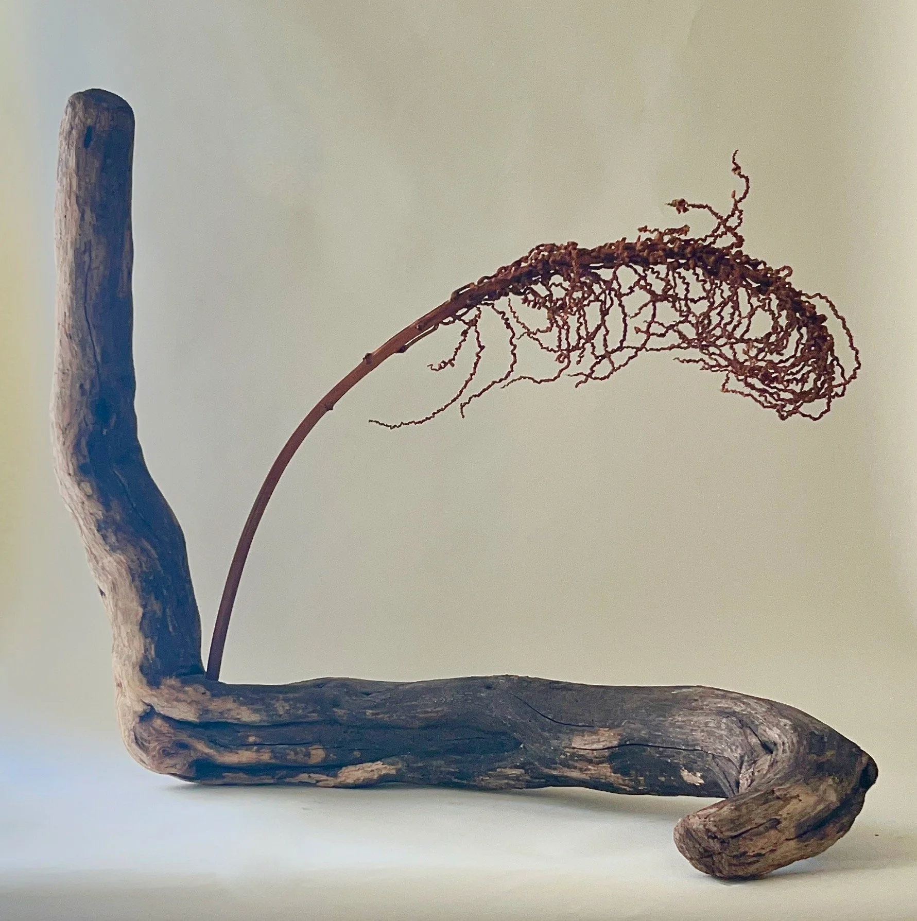 Release 38.5"x45"x18" driftwood and kelp