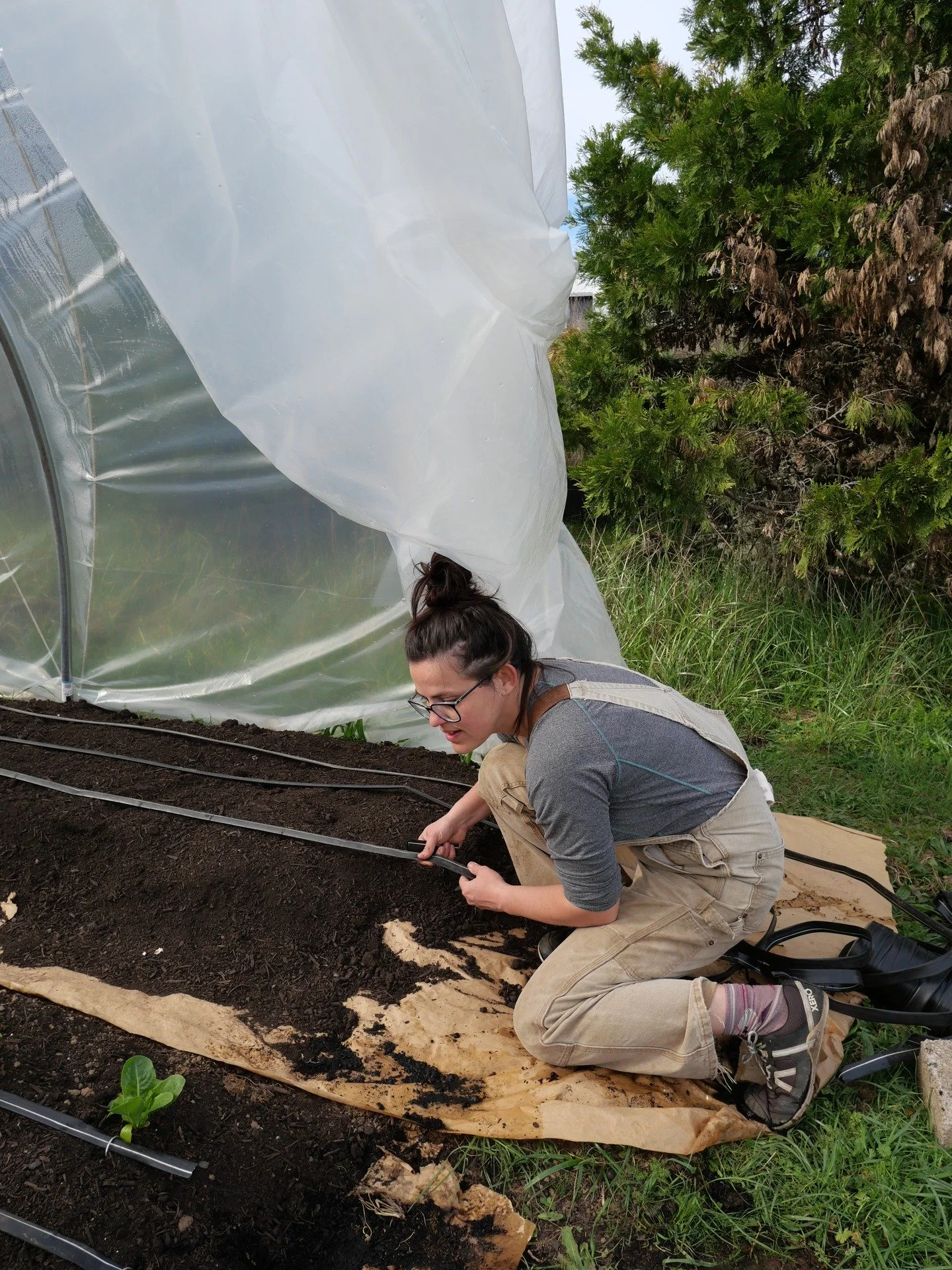Drip lines are IN! Ummmm, I still have to repair lines, cause they are ancient, but I'm all for some reuse, repair, recycle! Once again, brought to you by friend power. I'm pleased I got these in before the tomatoes were 4 feet tall, and the lettuces