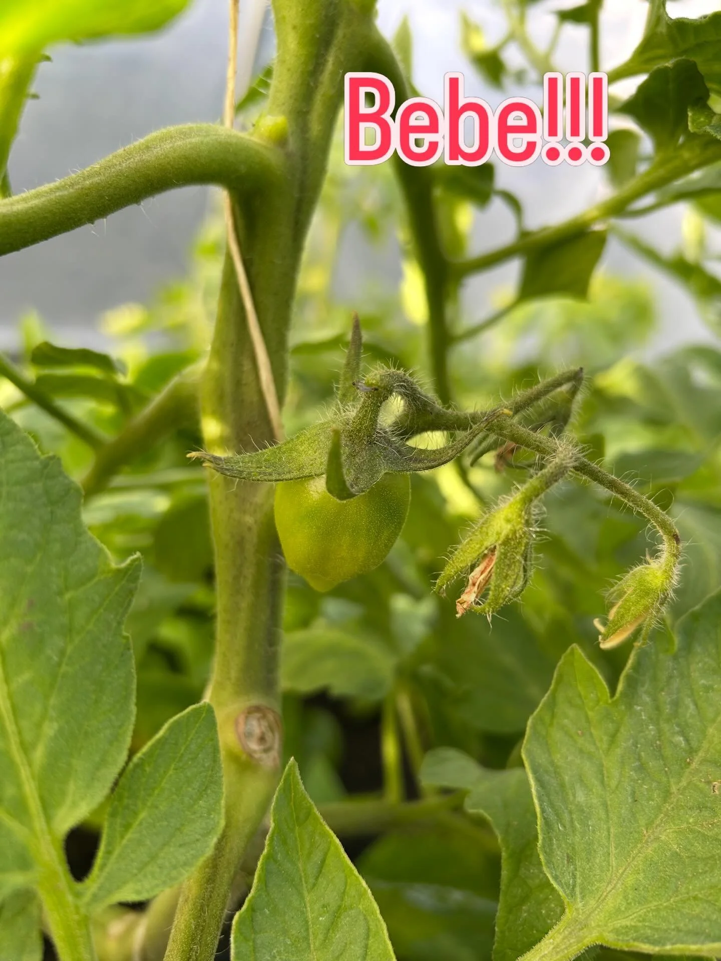 Despite the collapse here today, little tomato struggled through! 😭❤️❤️ Tunnel 2 didn&rsquo;t fare as well, but there will be tomorrow for repairs, I guess.
#sanmarzano #caterpillartunnel #keepongoing #microfarm