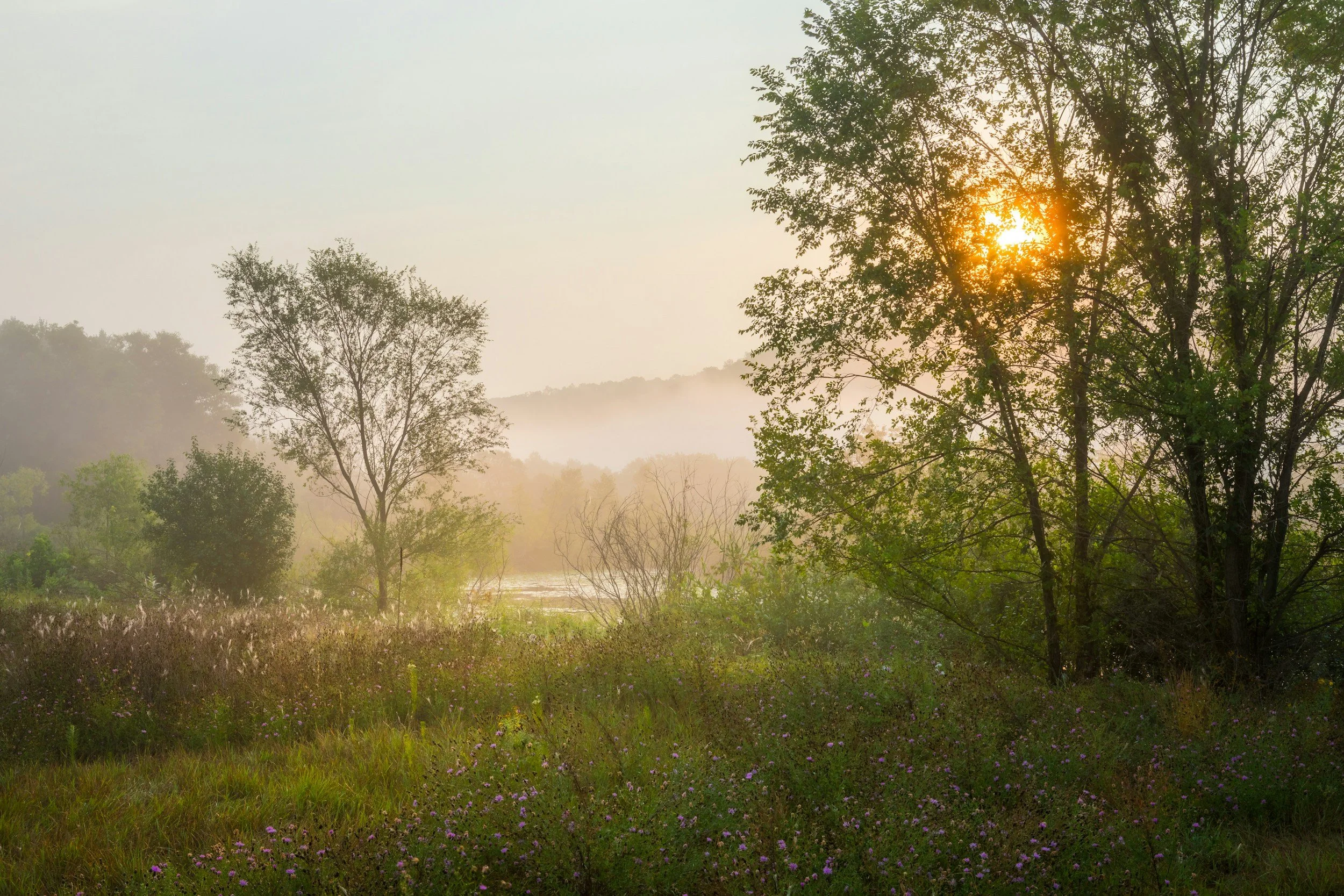 Sunrise over a misty, green field with trees and wildflowers