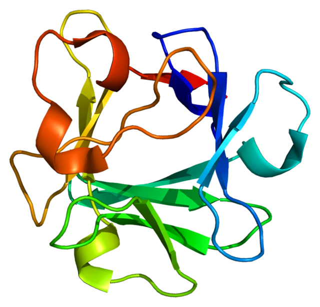 3D Model of FGF-1, an angiogenic protein capable of growing new blood vessels and repairing other tissues.
