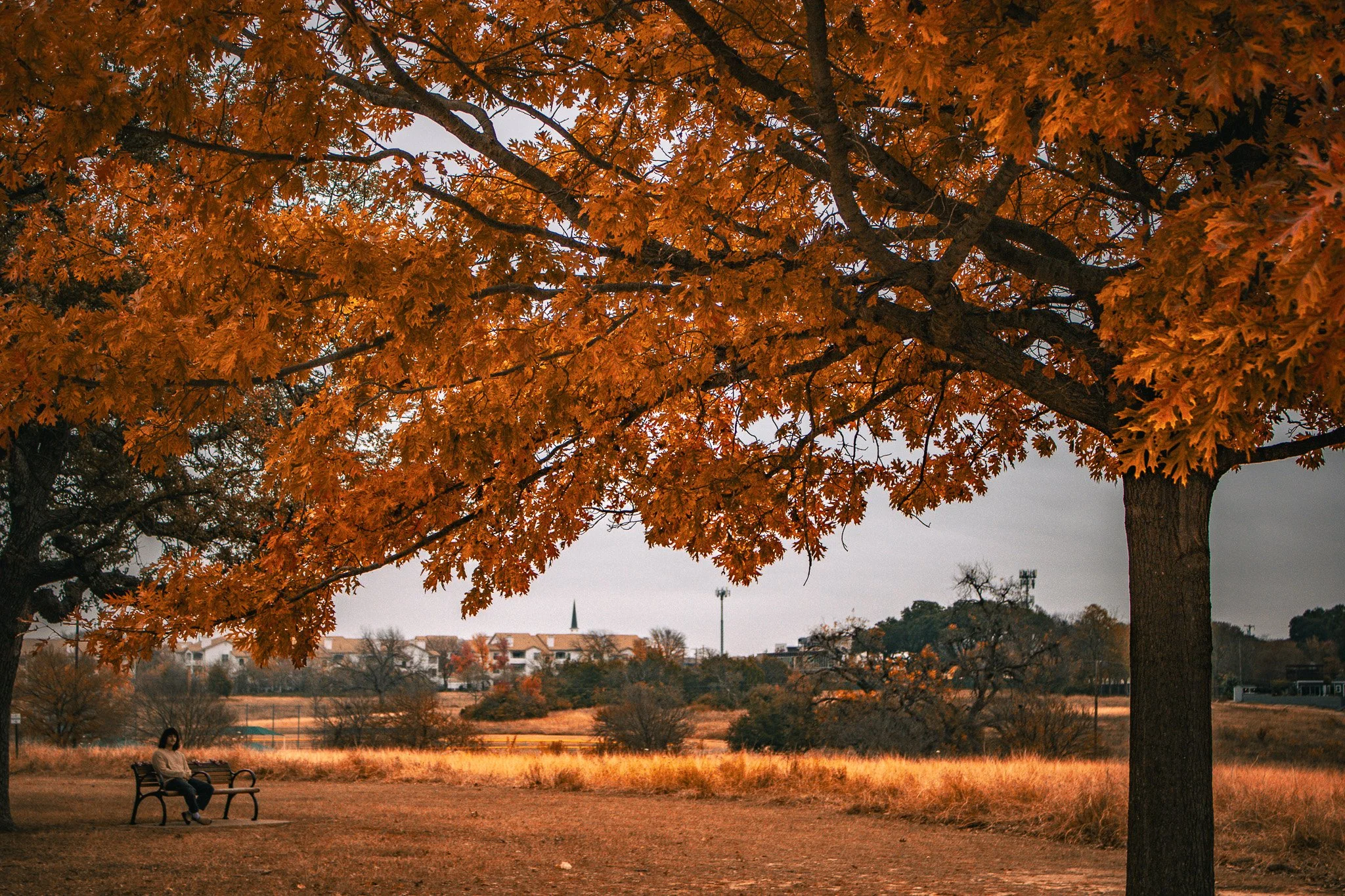 A person sitting on a park bench under a large tree with orange autumn leaves, with a wide open field and houses in the background.