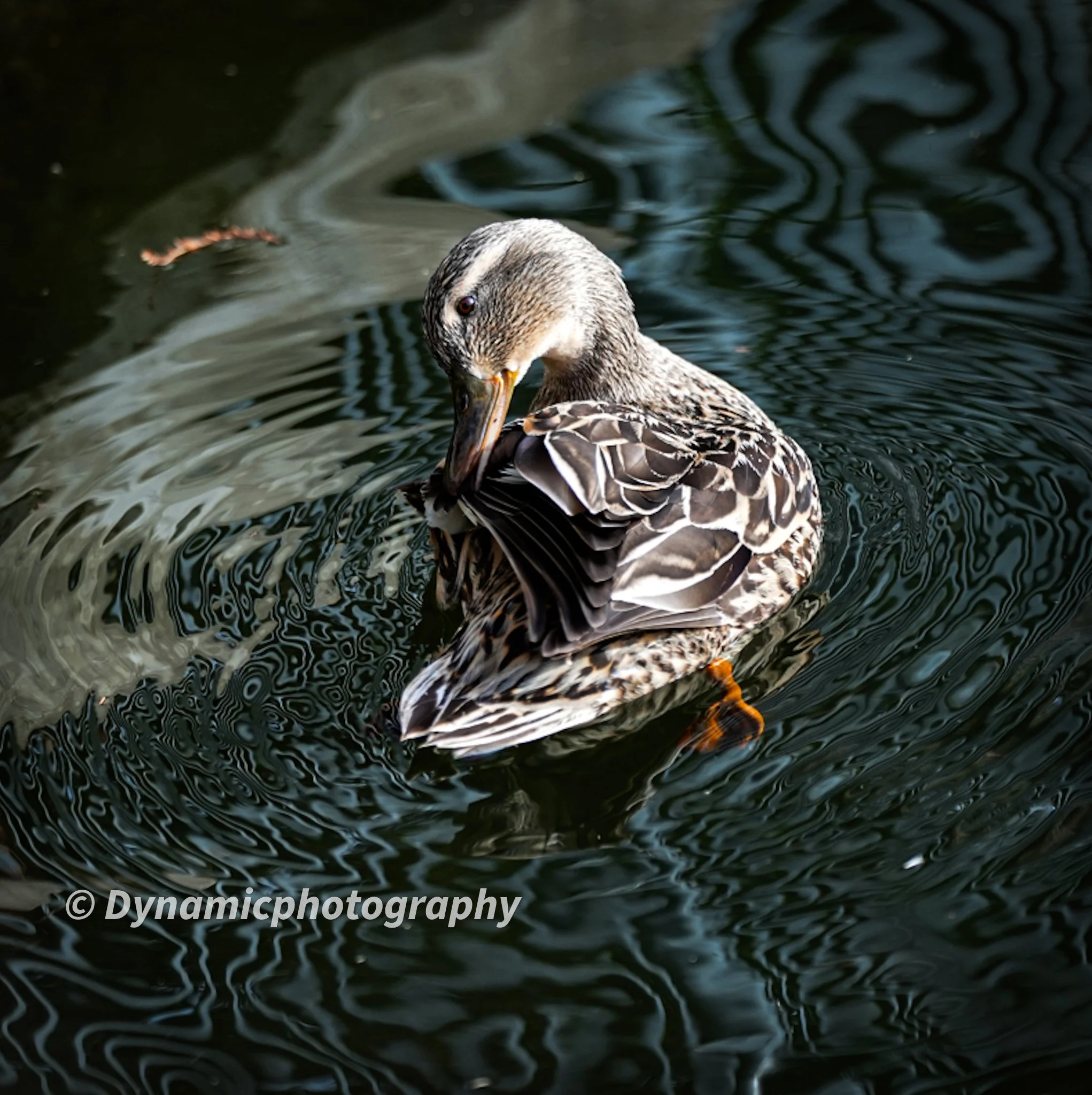 A duck with brown and white feathers swimming in dark water, preening its wing.