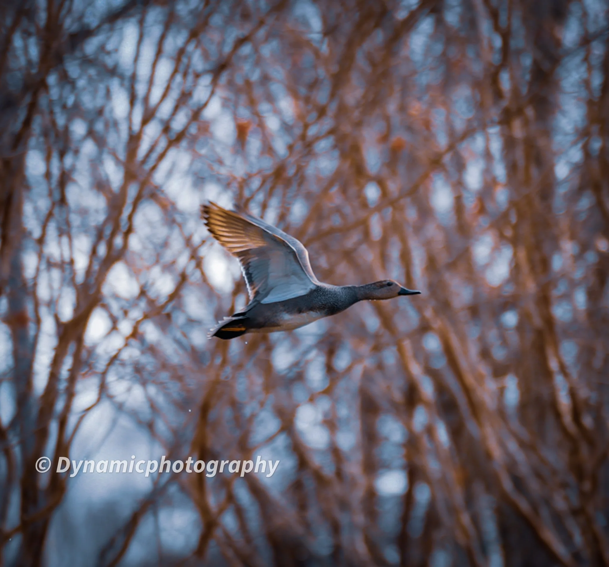 A duck flying through a wintery forest with leafless trees and a cloudy sky.