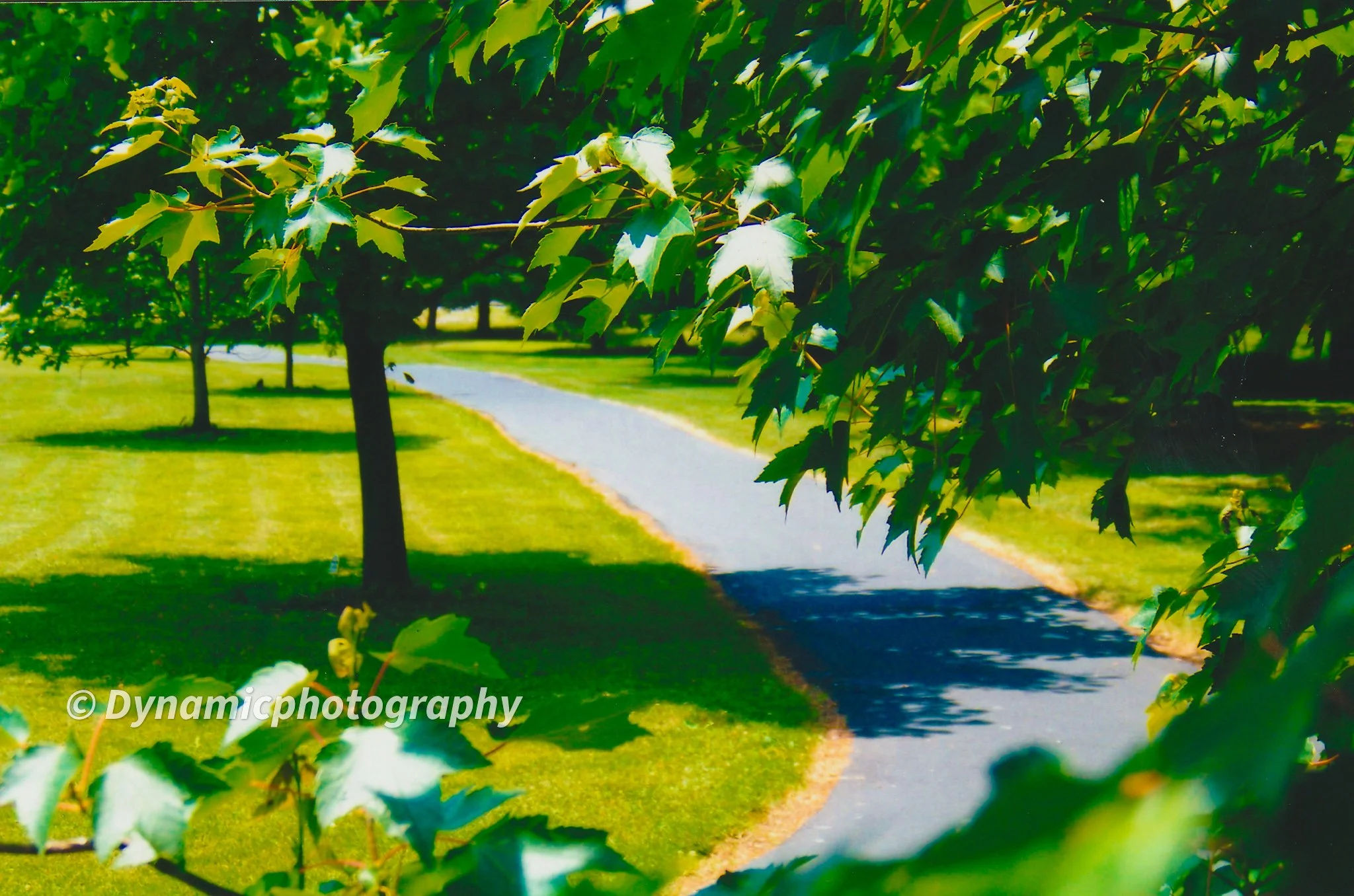 A winding asphalt path through a lush green park, partially shaded by tree branches in the foreground.