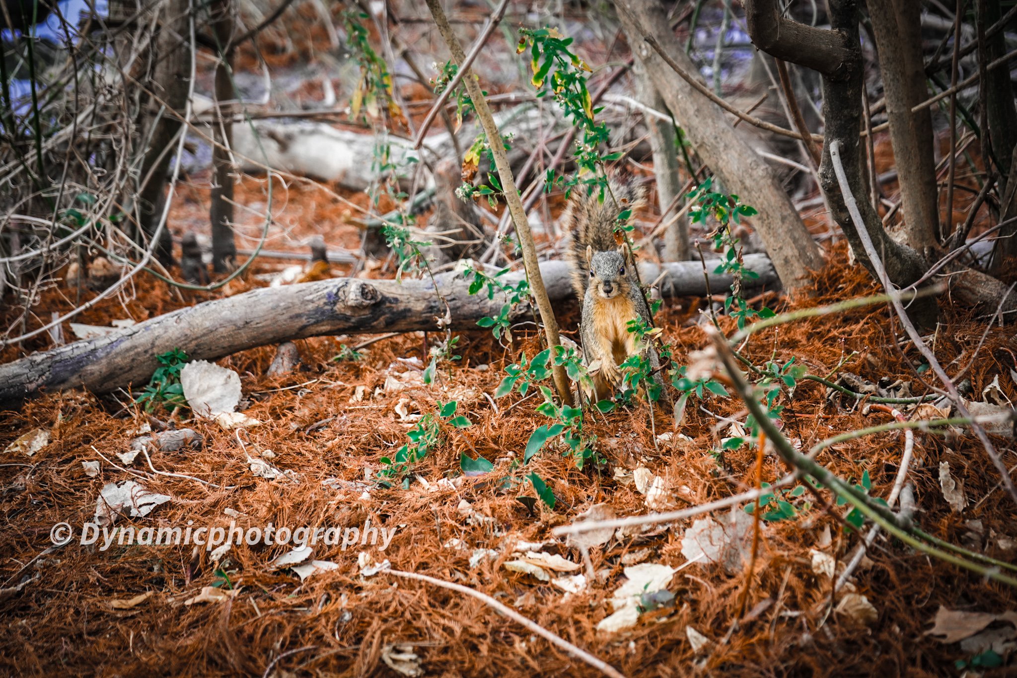A small squirrel standing among dry leaves and twigs in a forest, surrounded by branches and green foliage.
