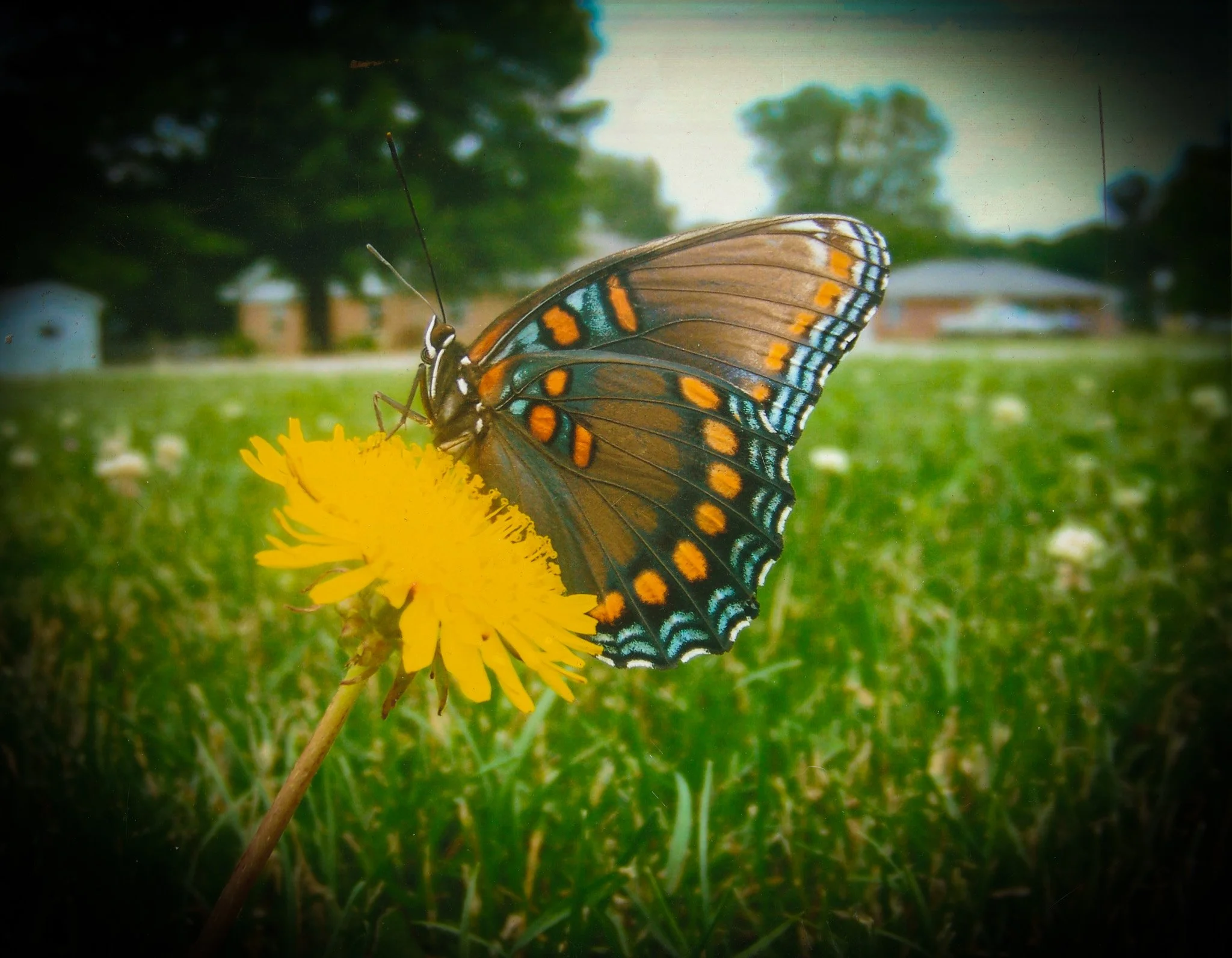 A butterfly with orange and blue spots on its black wings perched on a yellow dandelion flower in a grassy field with trees and houses in the background.