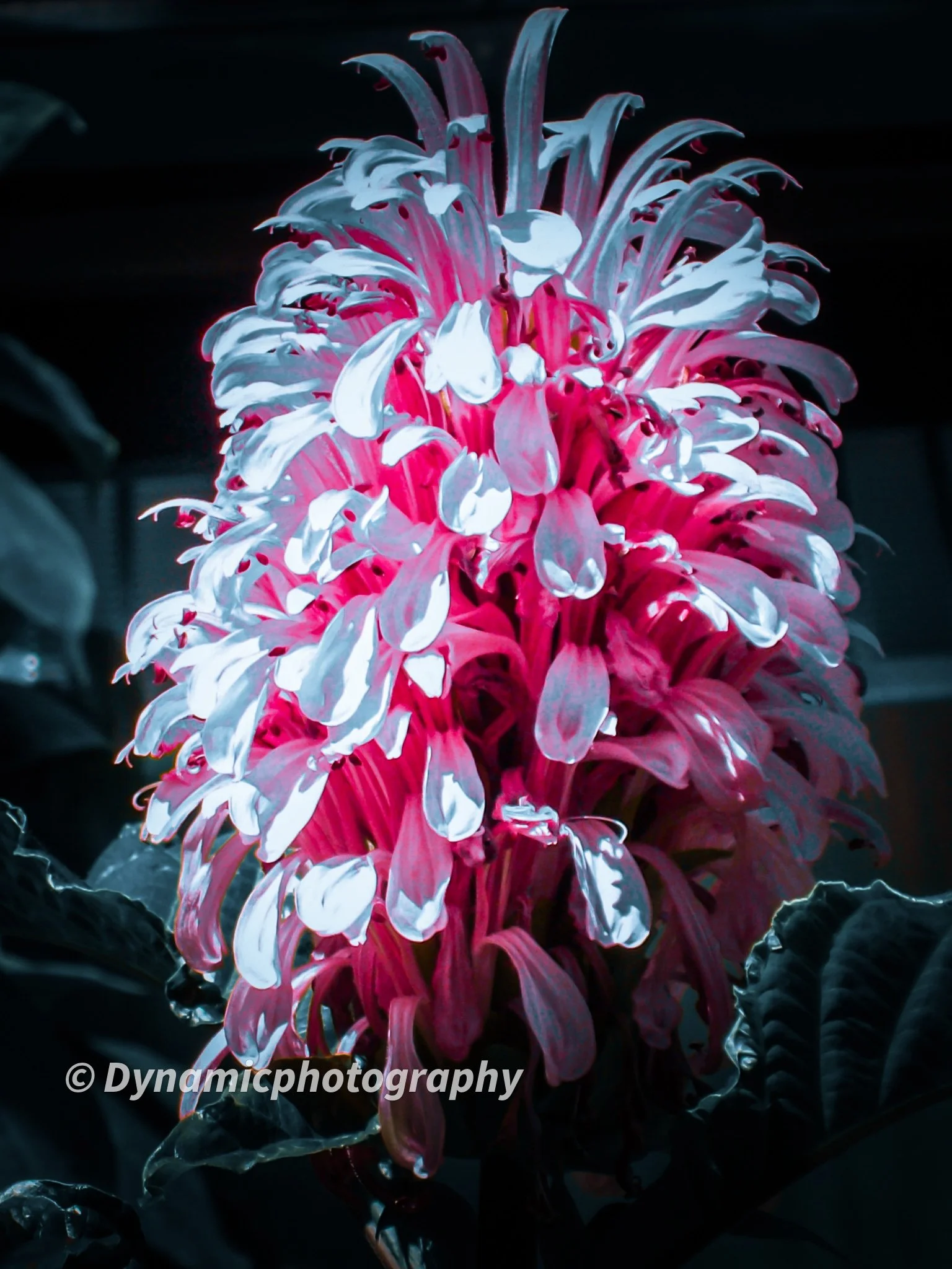Close-up of a vibrant, pink flower with white accents, illuminated against a dark background.