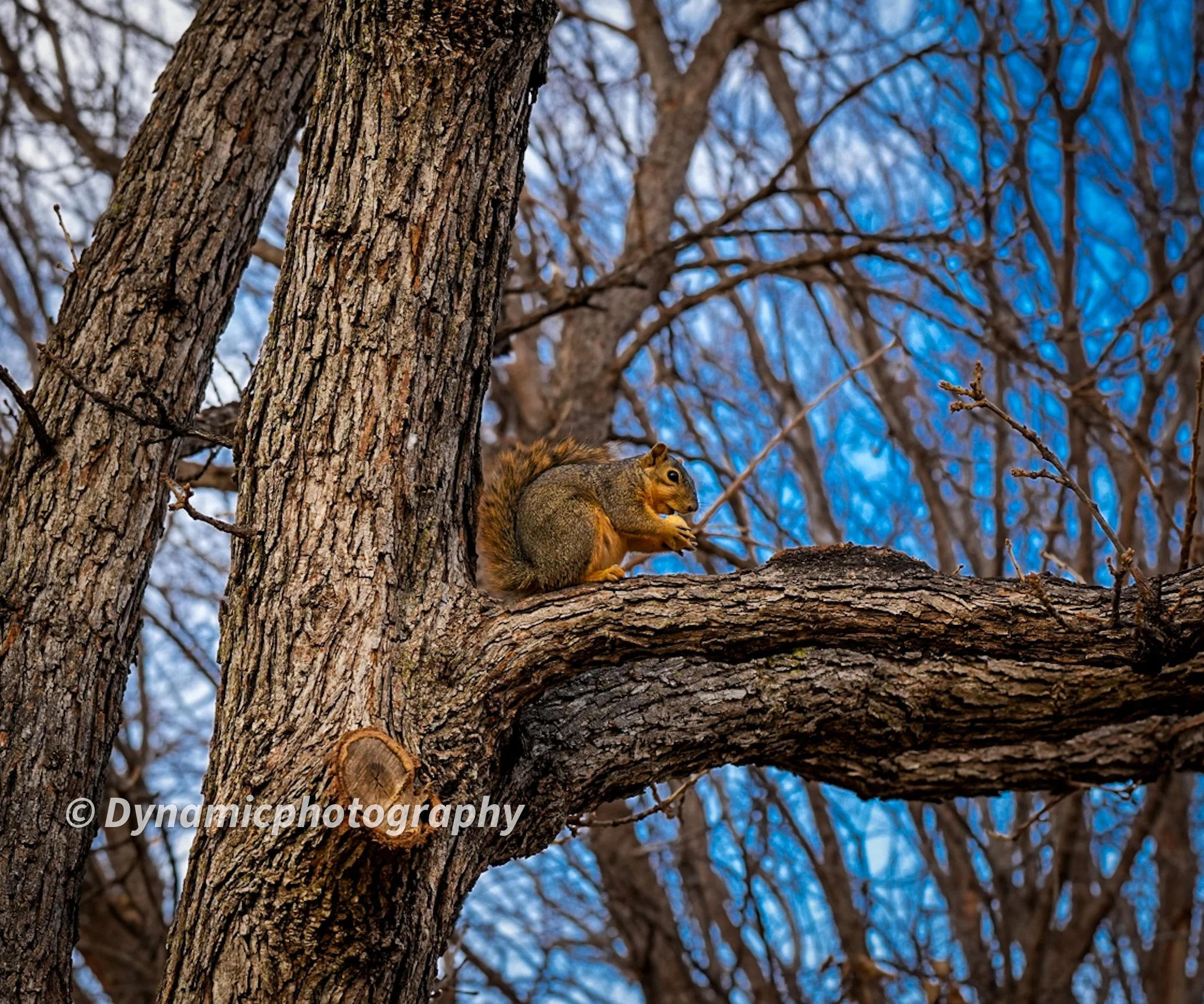 A squirrel sitting on a tree branch, holding food, with leafless trees and a blue sky in the background.