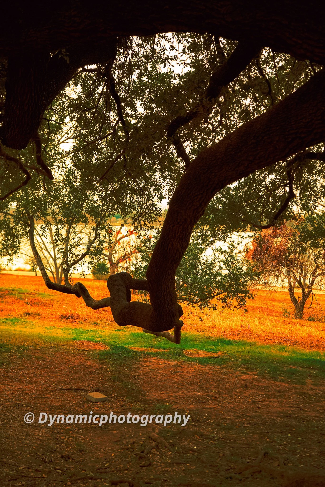 A tree with thick, twisted branches is shown against a background of a grassy field and other trees, with warm sunlight illuminating the scene.