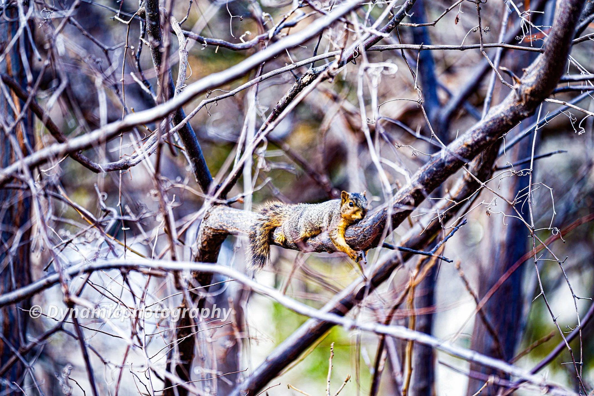 A squirrel resting on a tree branch amid a tangle of branches and twigs.