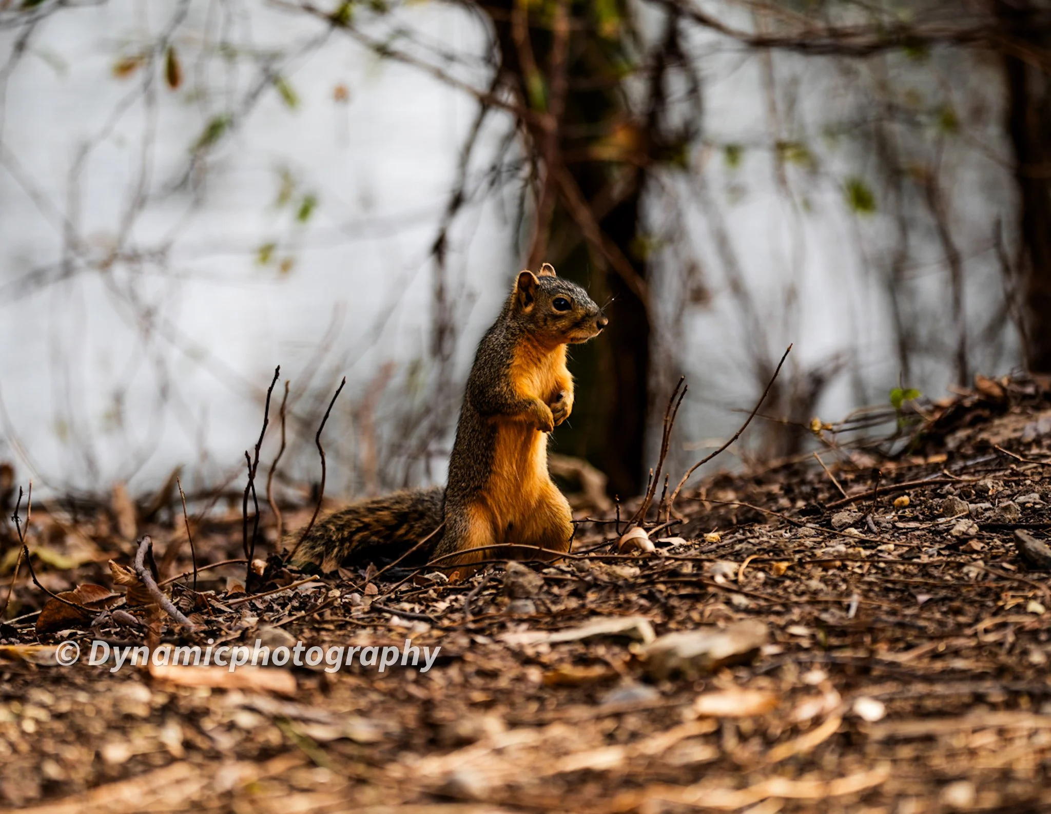 A squirrel standing on its hind legs on a forest floor covered with dry leaves and twigs.