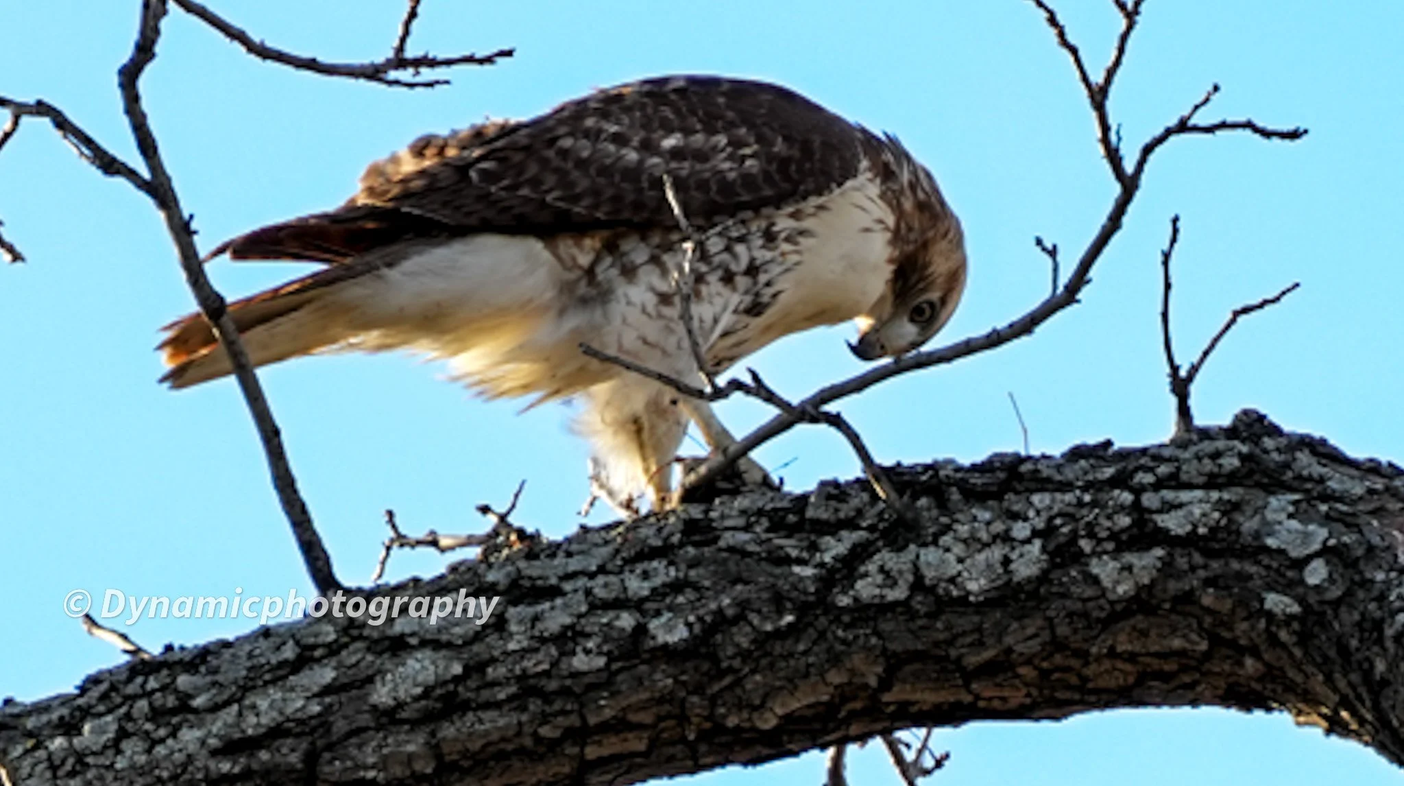 A hawk perched on a tree branch, looking down with a blue sky in the background.