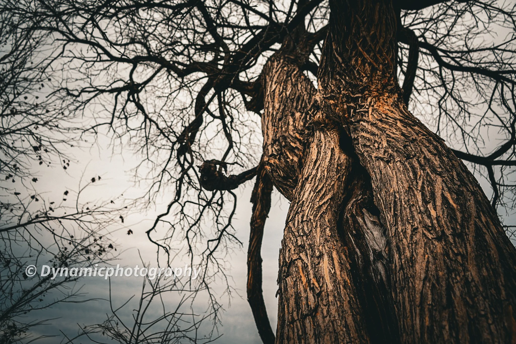 A close-up of a large tree trunk with rough, textured bark, with branches extending from the top, some with sparse leaves and twigs, against an overcast sky.