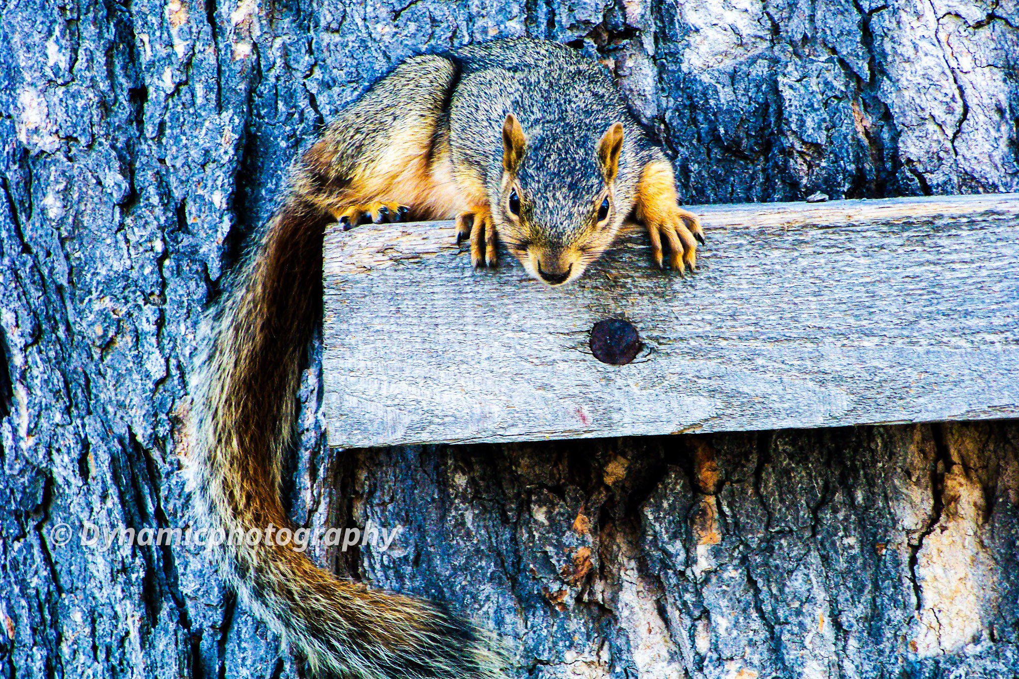 A squirrel with a bushy tail on a wooden ledge, clinging to a tree trunk.