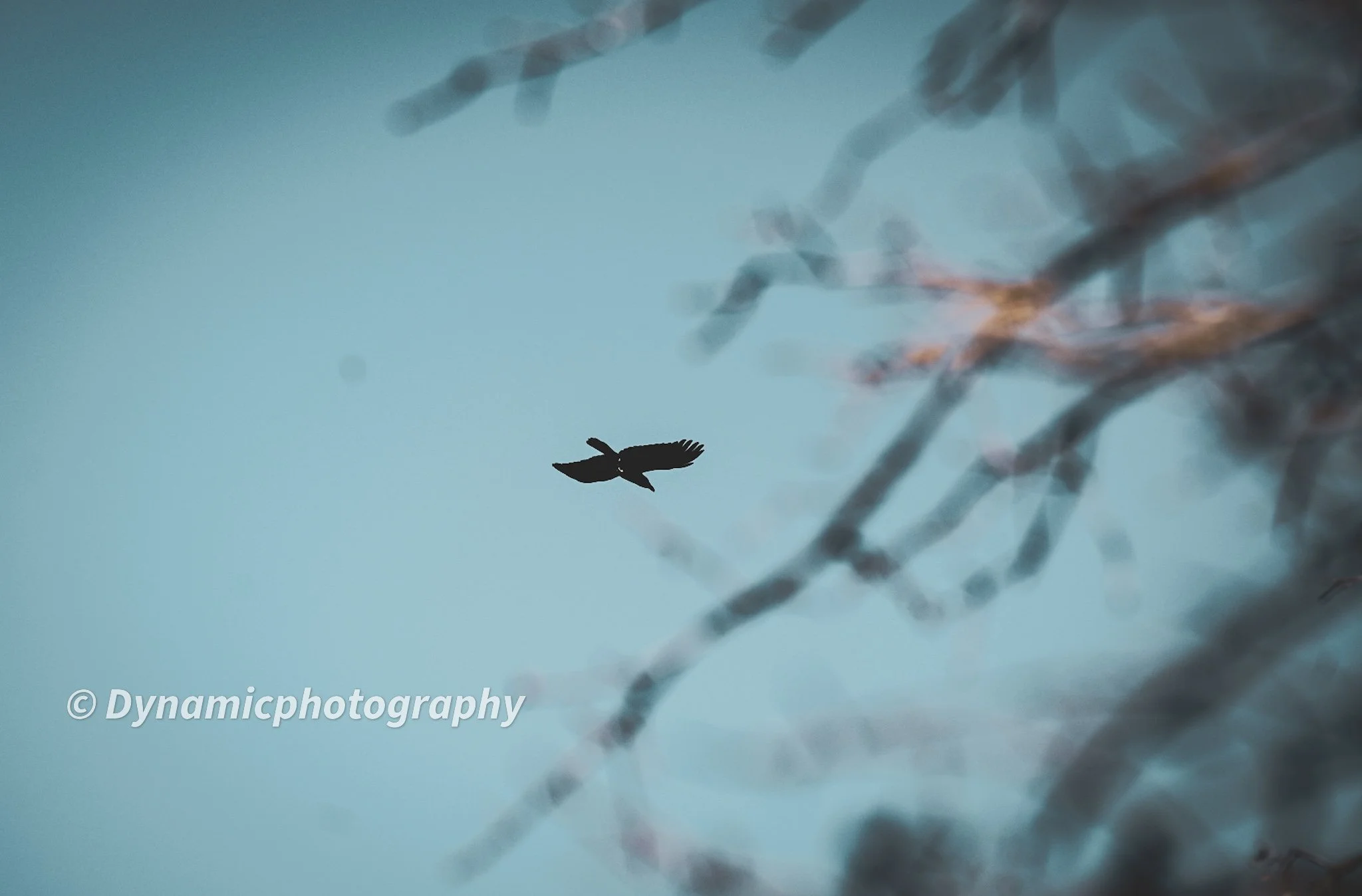 Silhouette of a bird flying in the sky near blurry tree branches.