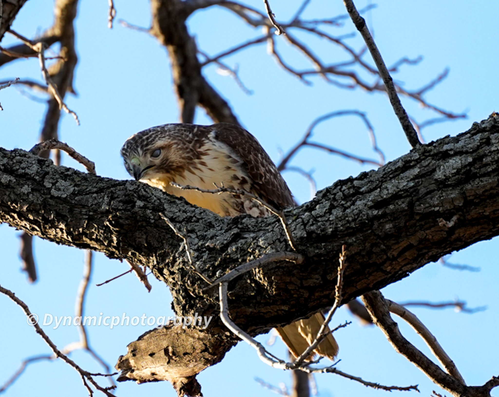 A hawk perched on a branch of a leafless tree against a blue sky.