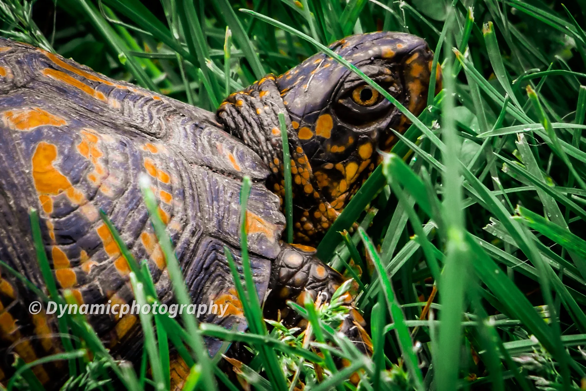 Close-up of a turtle's head and part of its shell, camouflaged among green grass.