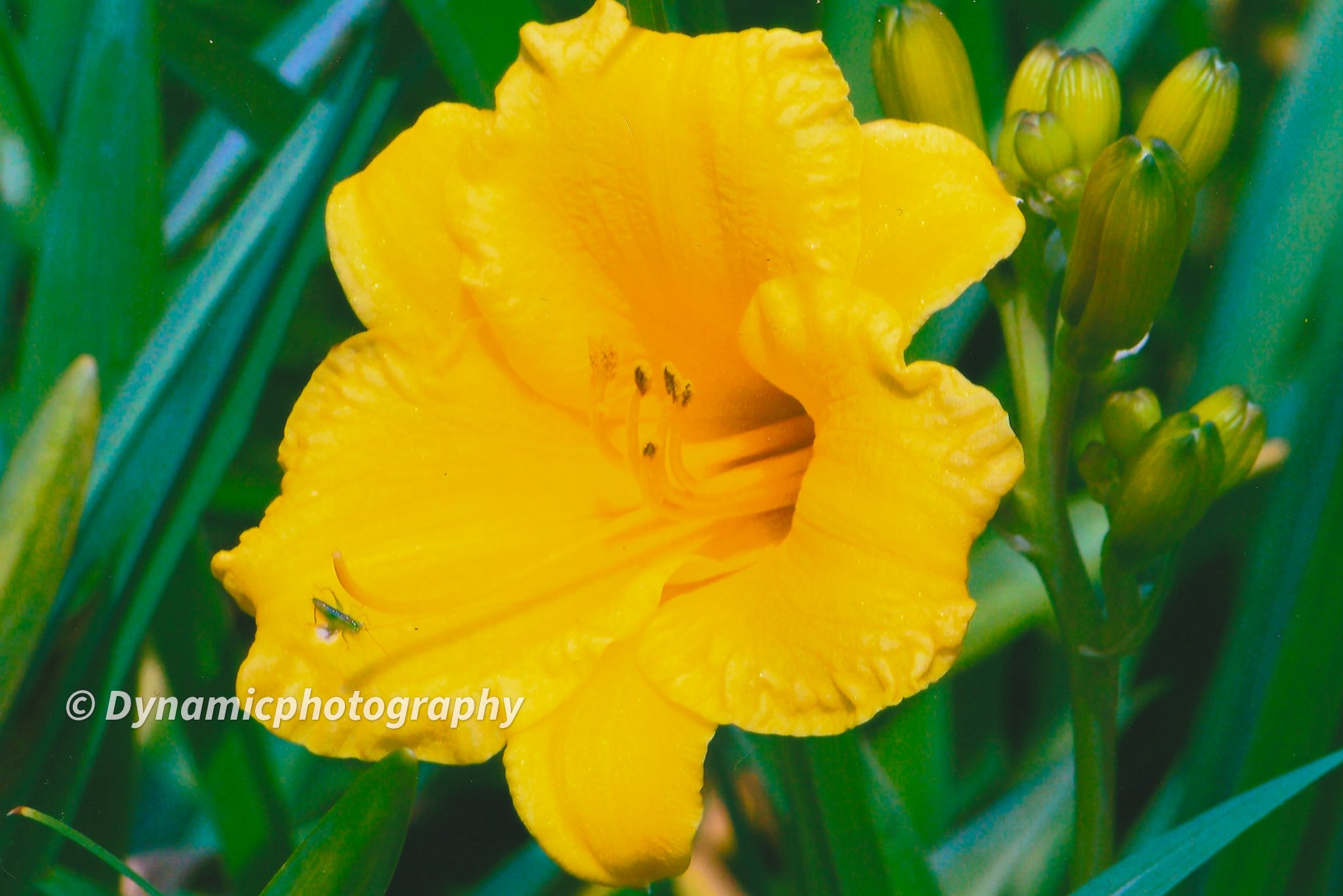 A bright yellow daylily flower in full bloom surrounded by green foliage and buds, with a small insect on the flower petal and a watermark that reads © Dynamicphotography.