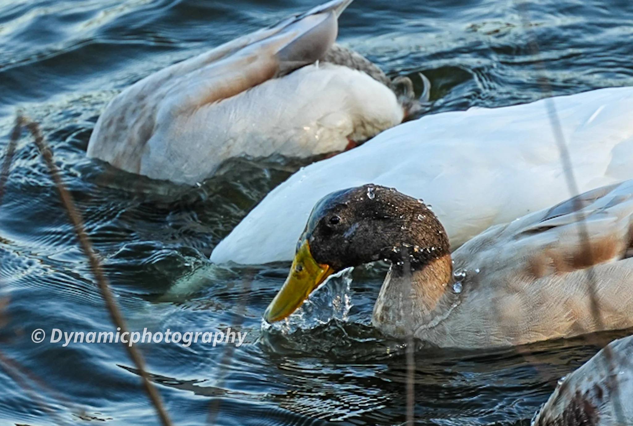 A duck and a swan swimming in the water, with the duck in the foreground and the swan partially submerged behind it.