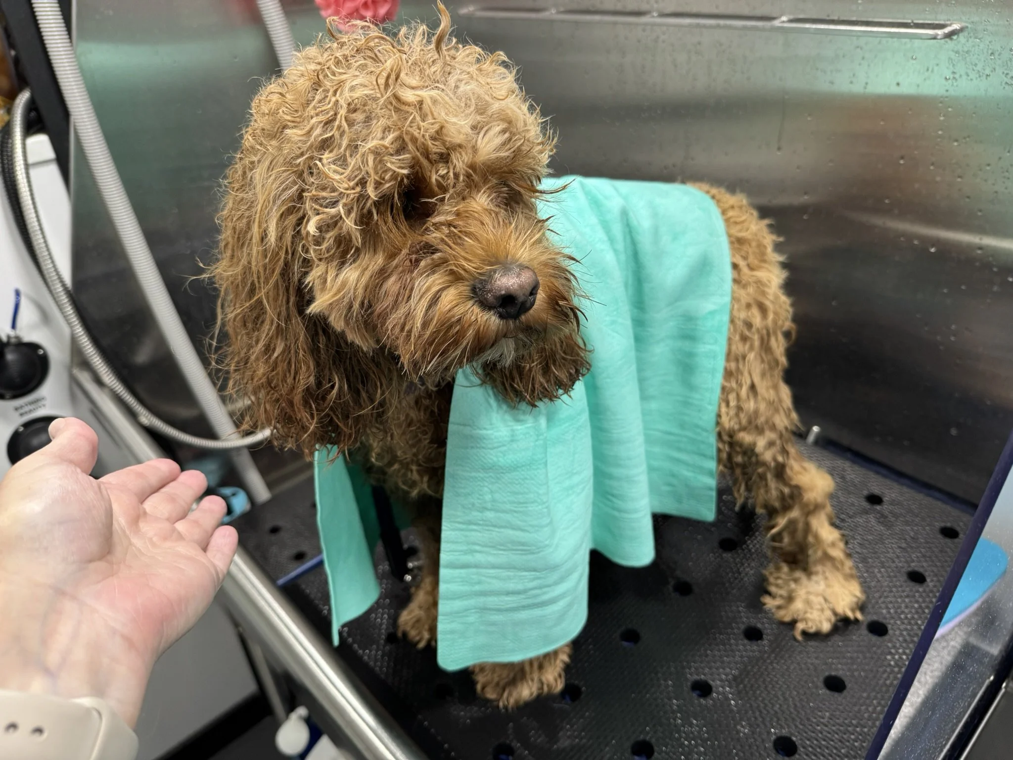 A fluffy brown doodle standing calmly on a professional grooming tub platform wrapped in a soft teal towel during a low-stress mobile dog grooming session in Los Gatos.