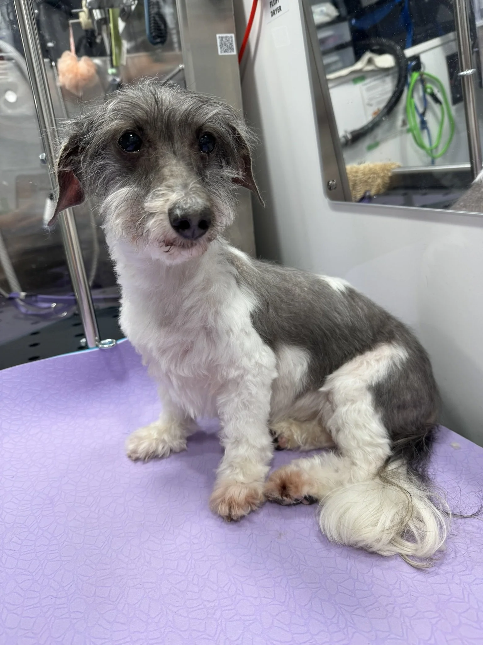 A small dog with a scruffy gray and white coat sitting on a purple surface inside a veterinary clinic.