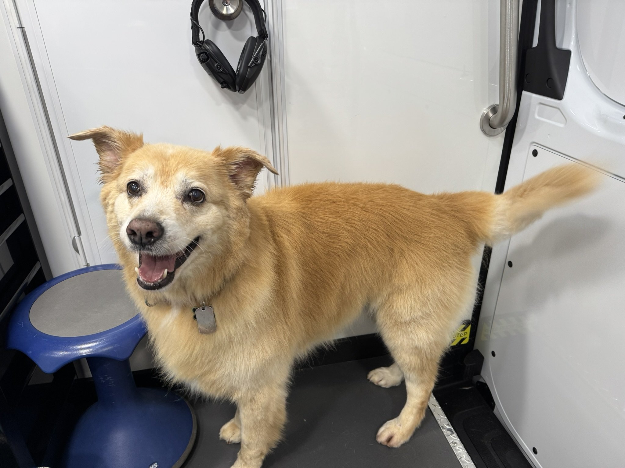 A happy golden-furred dog with a collar standing inside a veterinary or grooming center, looking at the camera with an open mouth. The background includes a white wall, a black stethoscope or harness hanging on the wall, and a blue pet food or water bowl on the floor.