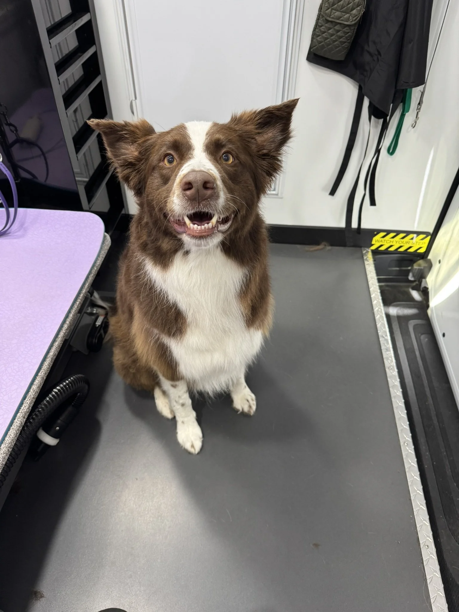 A happy brown and white dog with pointy ears standing inside a vehicle, possibly a pet grooming or veterinary service area.