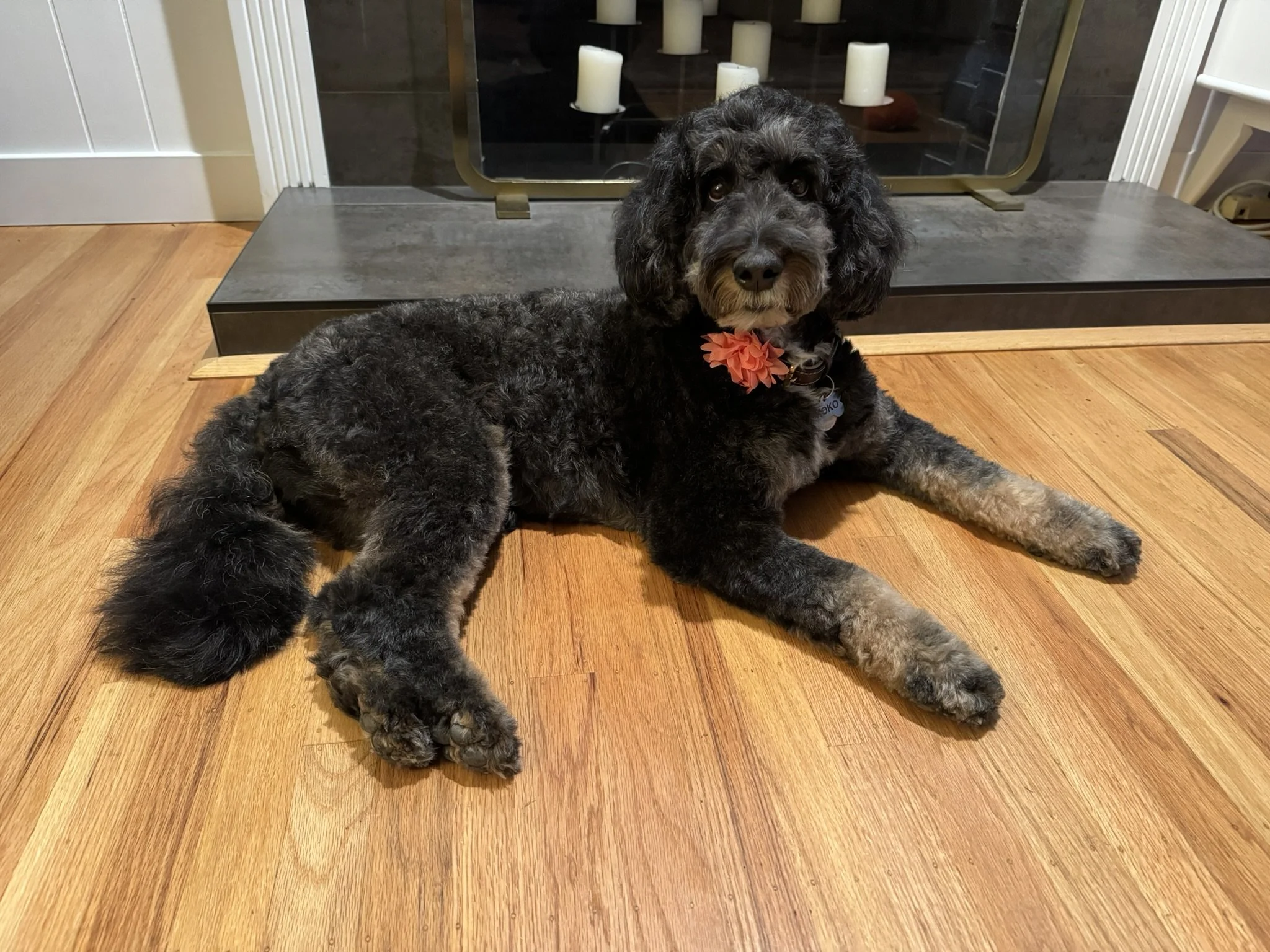A black and gray curly-haired dog with a pink flower collar lying on a hardwood floor in front of a fireplace with candles inside.