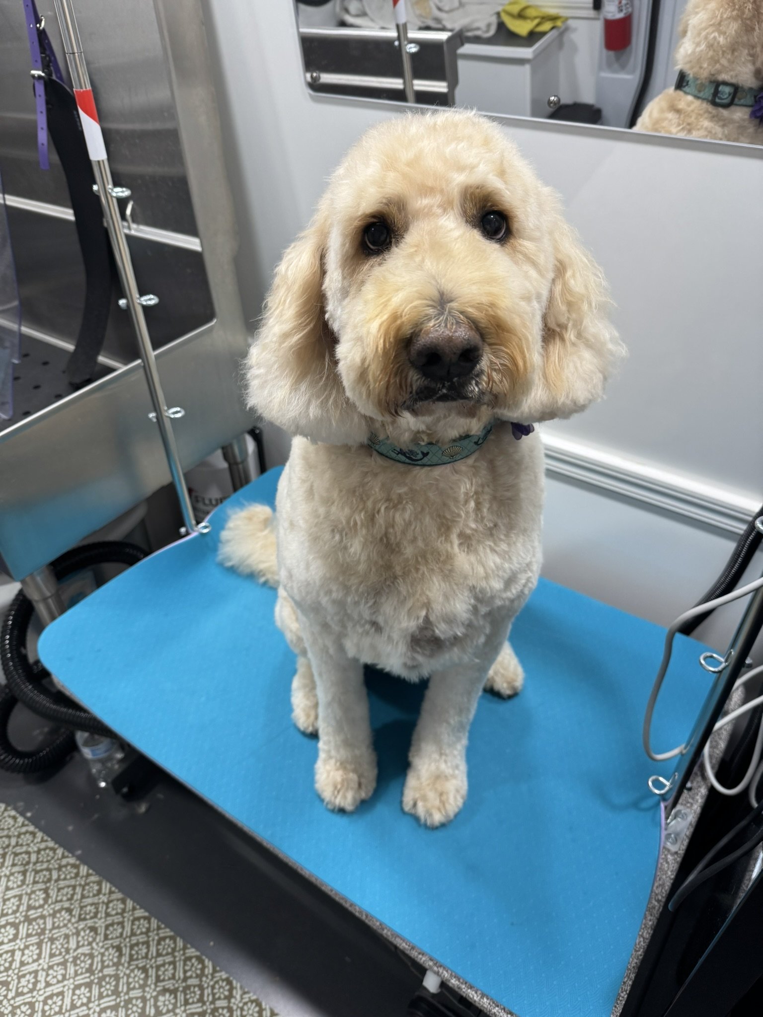 A dog with curly cream-colored fur sitting on a blue grooming table inside a grooming salon or veterinary clinic.