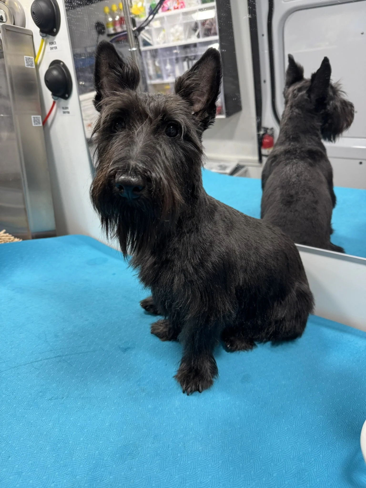 A freshly groomed black Scottish Terrier sitting on a bright blue grooming table inside a clean, modern mobile dog grooming van in San Jose.