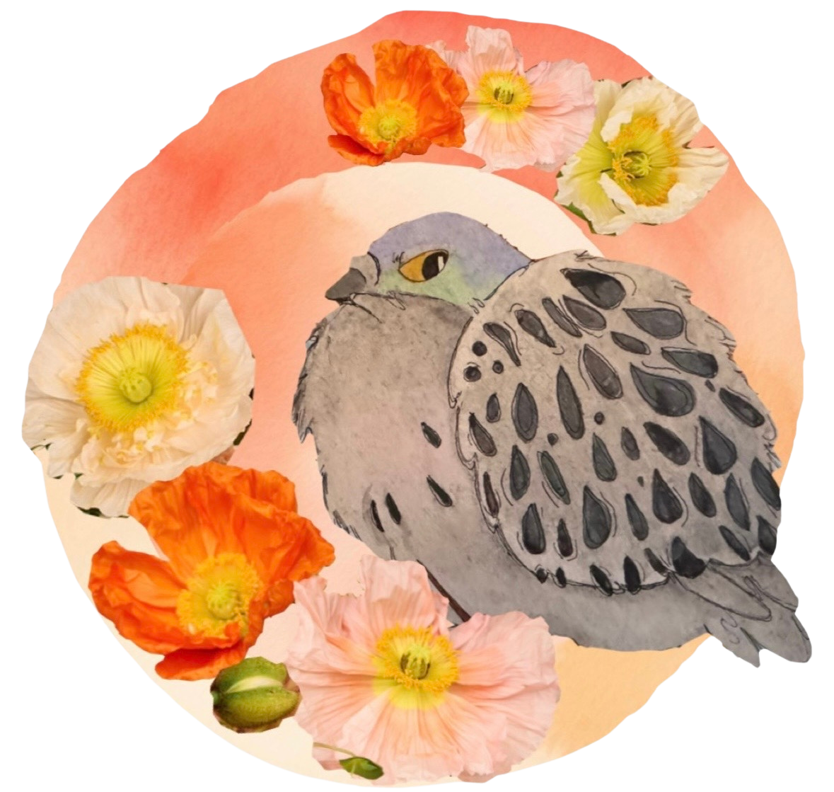 Pigeon and Poppy