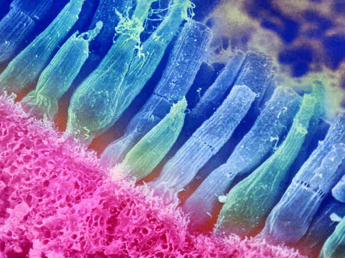 Omikron /Getty Images/Science Source