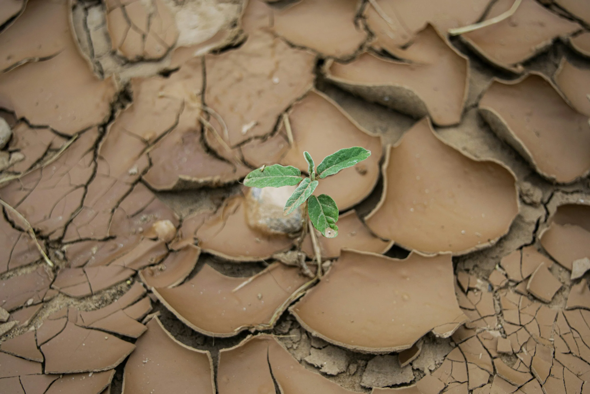 Growing Through Trials