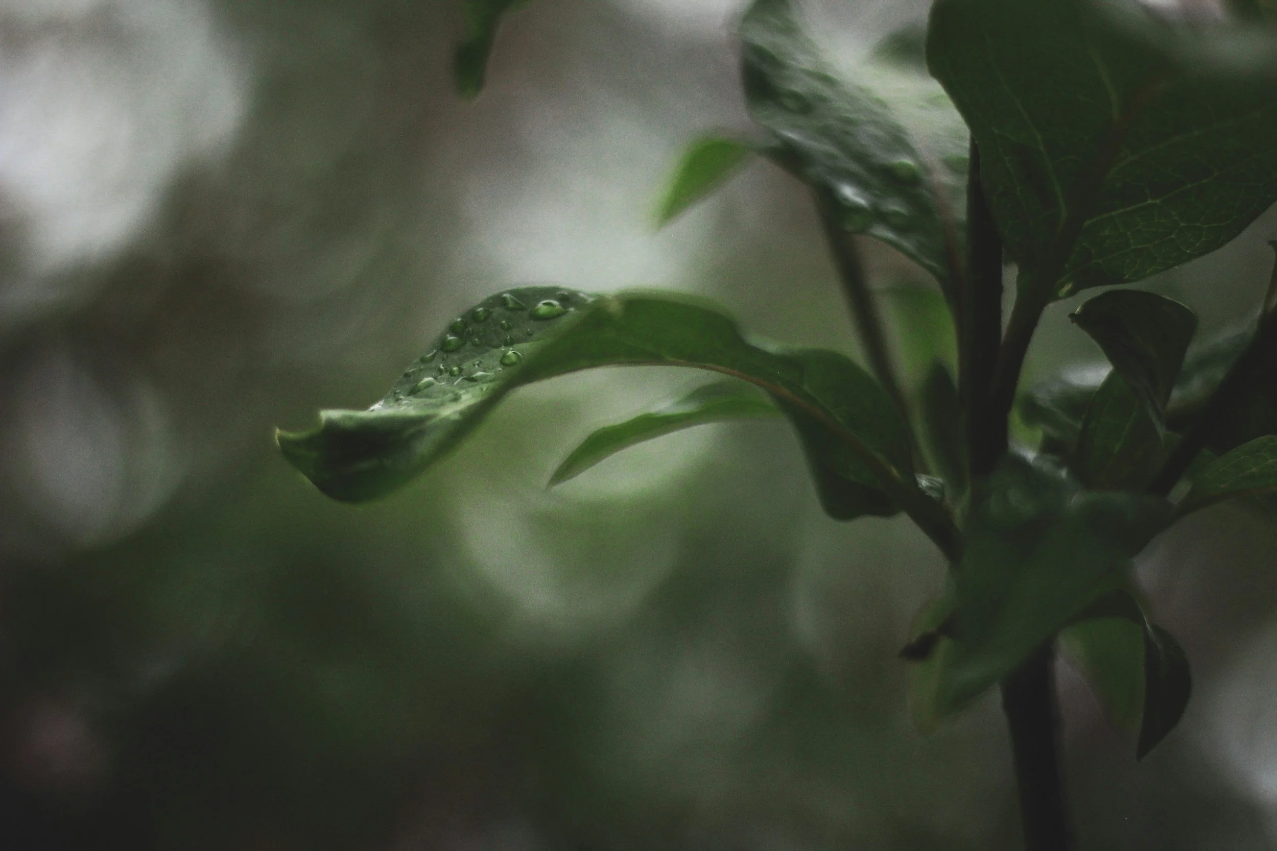 Hope for the Weary