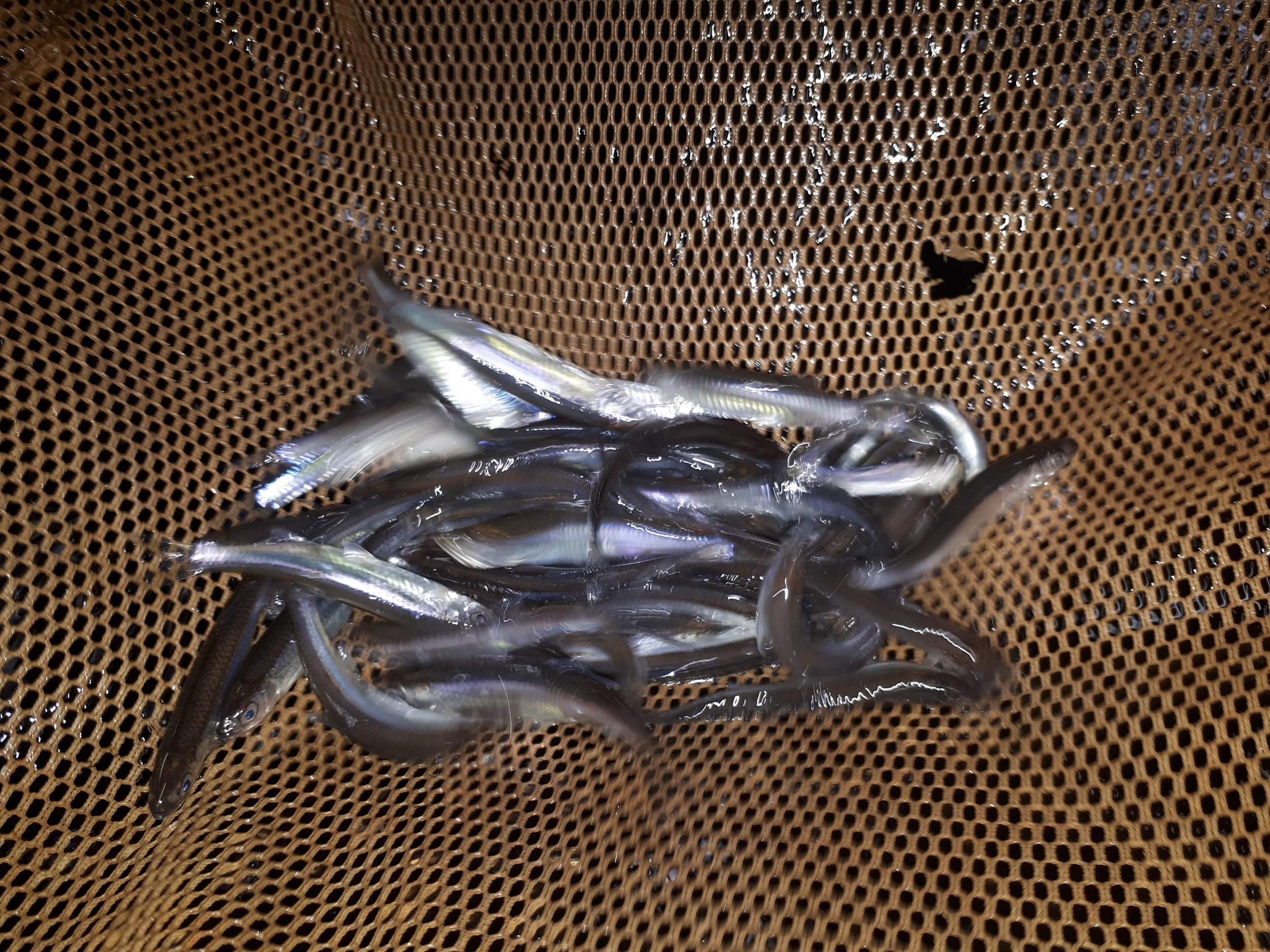 1 Dozen Emerald Shiners