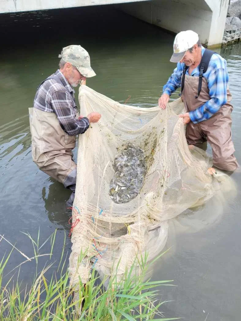 Two men in waders are holding a large fishing net with several fish inside, in a shallow body of water near the shore with grass in the foreground.