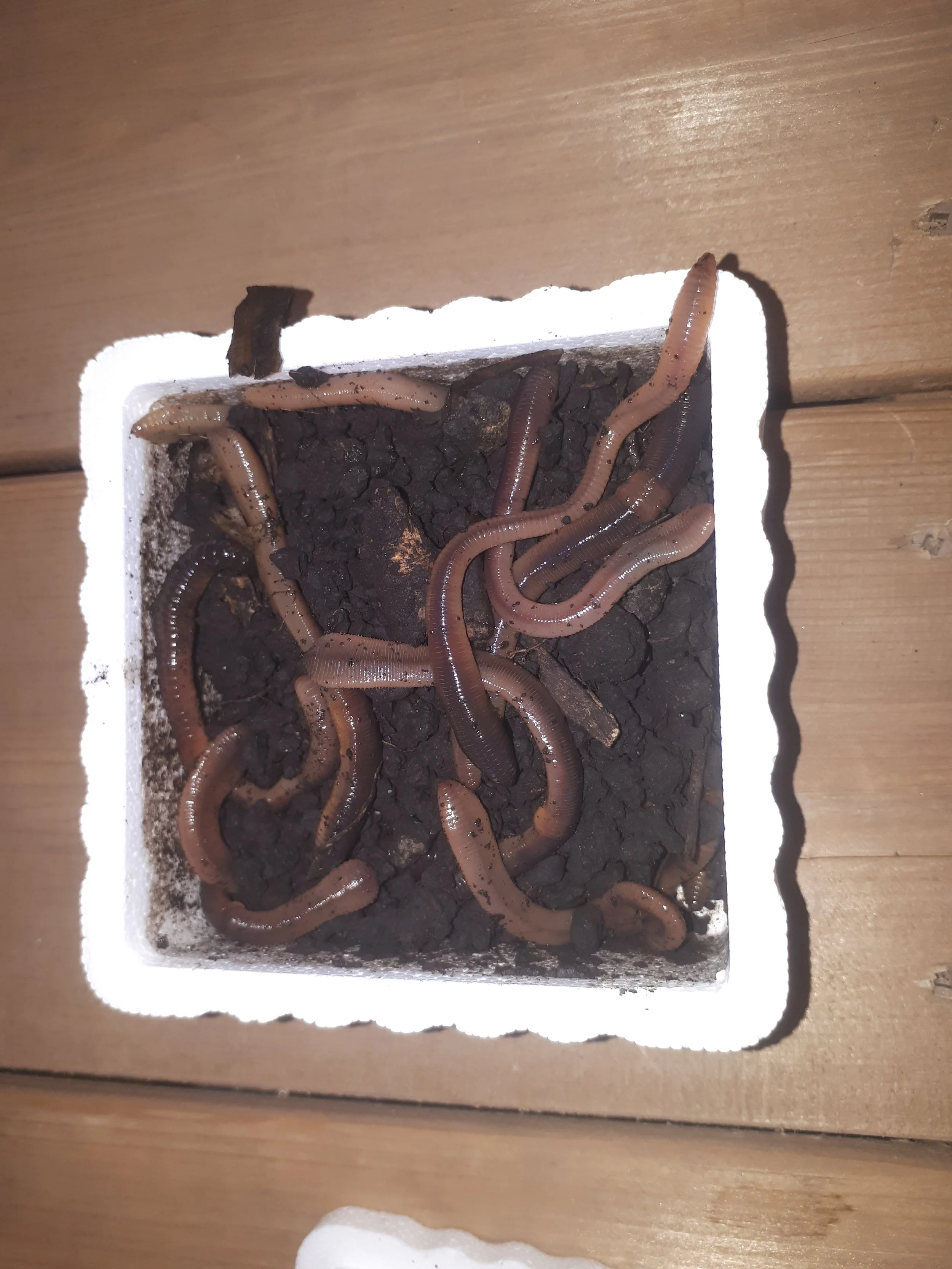 18 Worms ( Large )