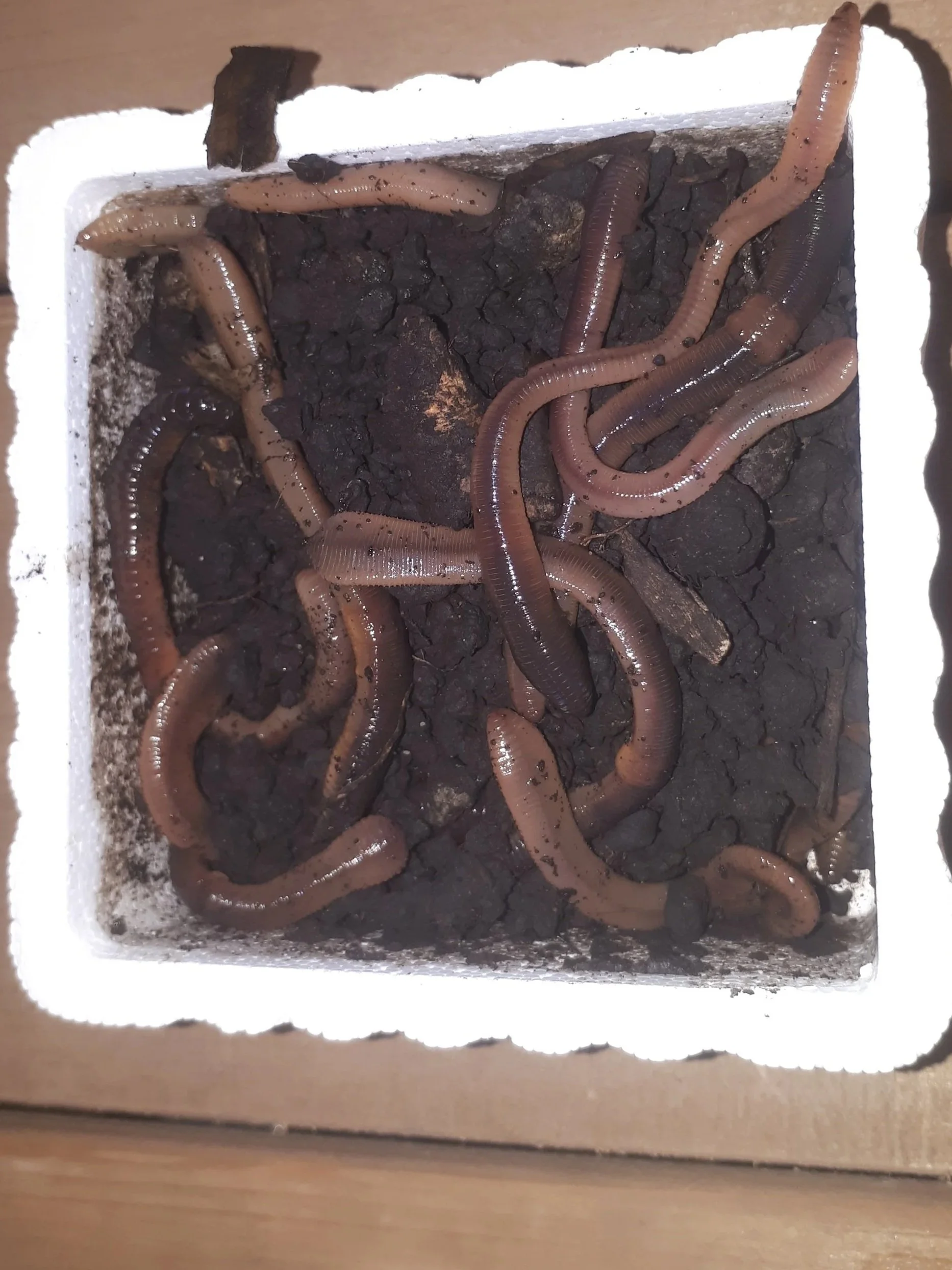 12 Worms ( Large )